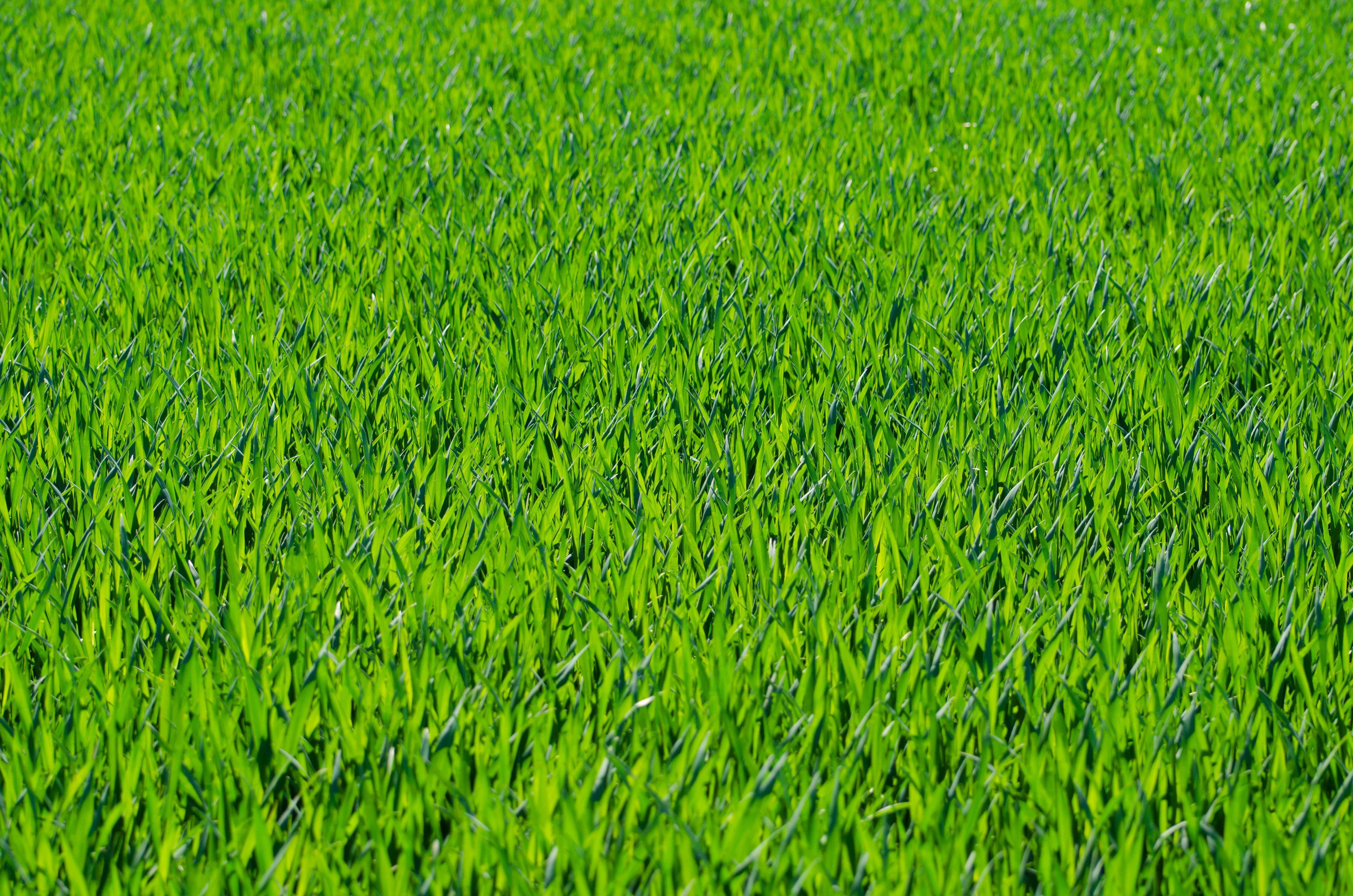 Free stock photo of background, fresh, grass