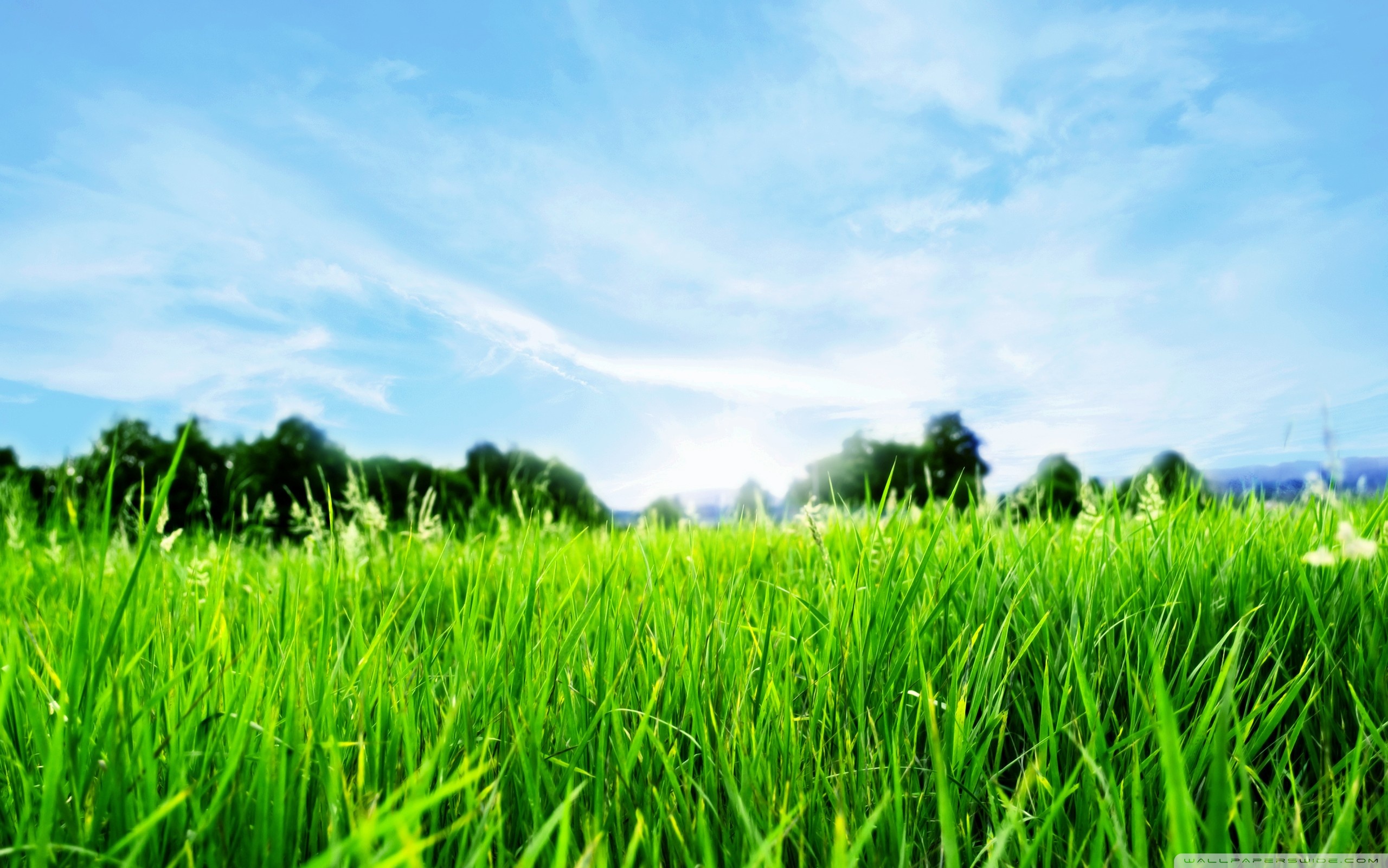 Close-up Of Fresh Grass ❤ 4K HD Desktop Wallpaper for 4K Ultra HD ...