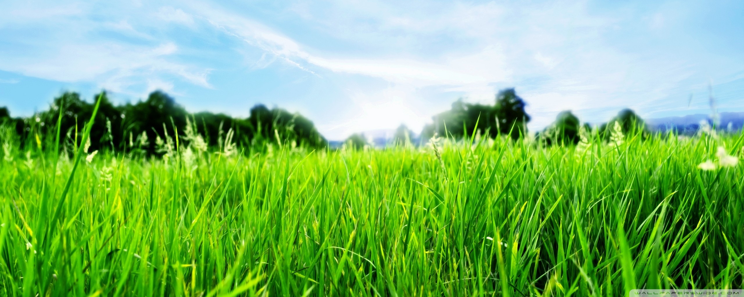 Close-up Of Fresh Grass ❤ 4K HD Desktop Wallpaper for 4K Ultra HD ...
