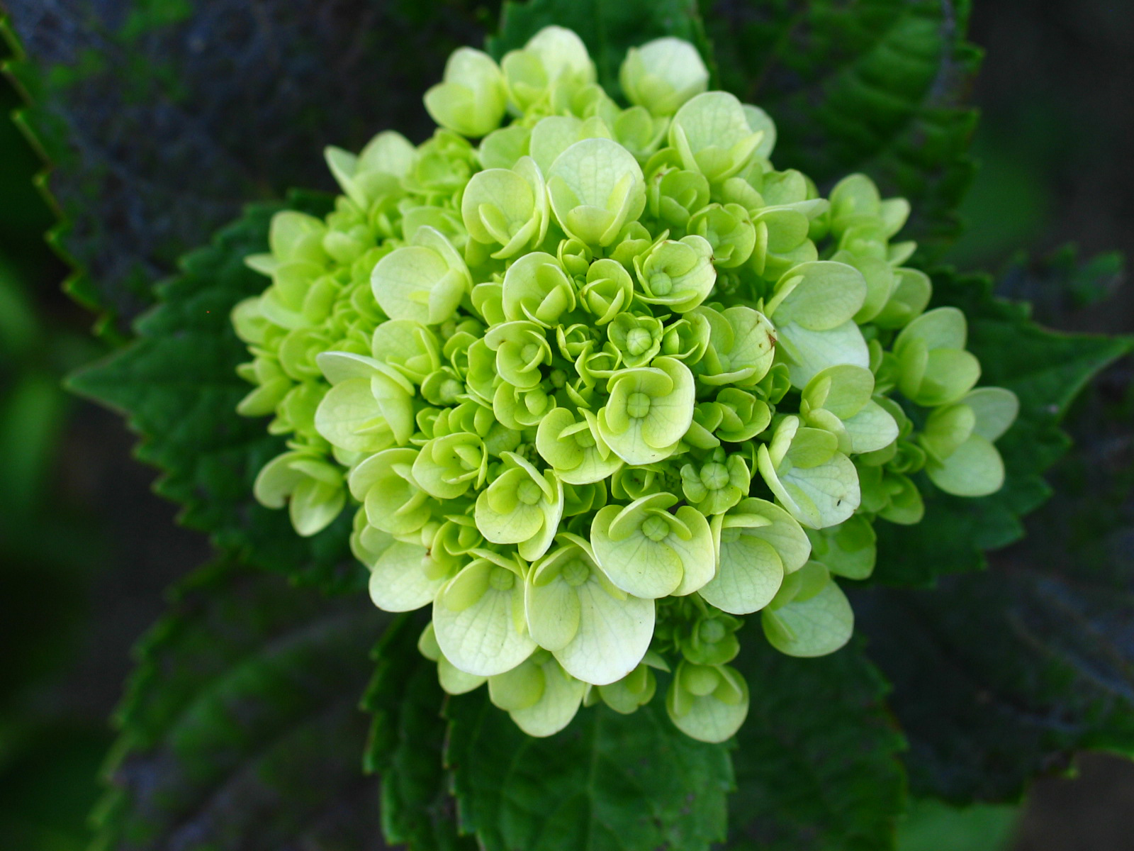 Tips for creating a green flower arrangement - Flower PressFlower Press
