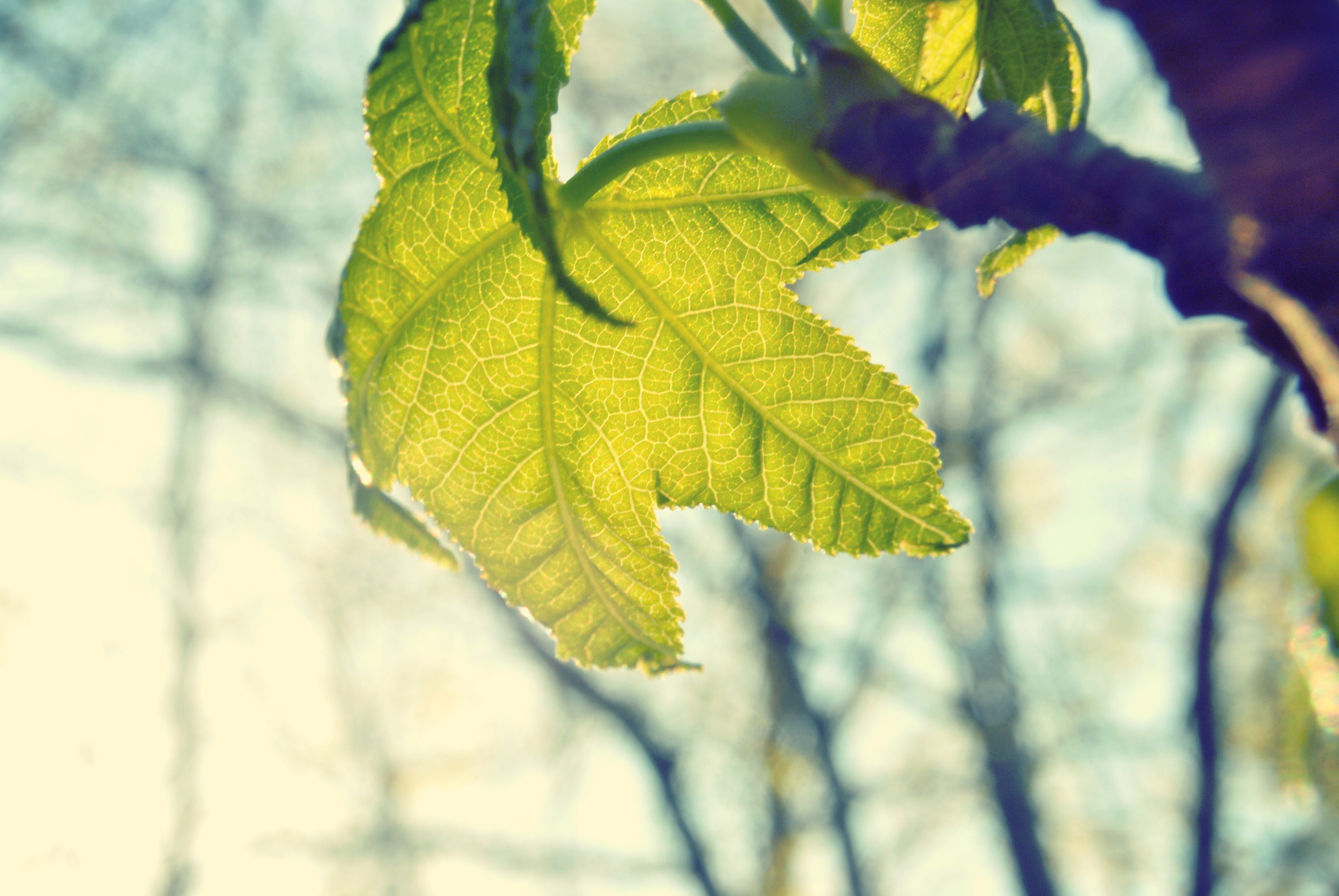 Fresh green leaf photo