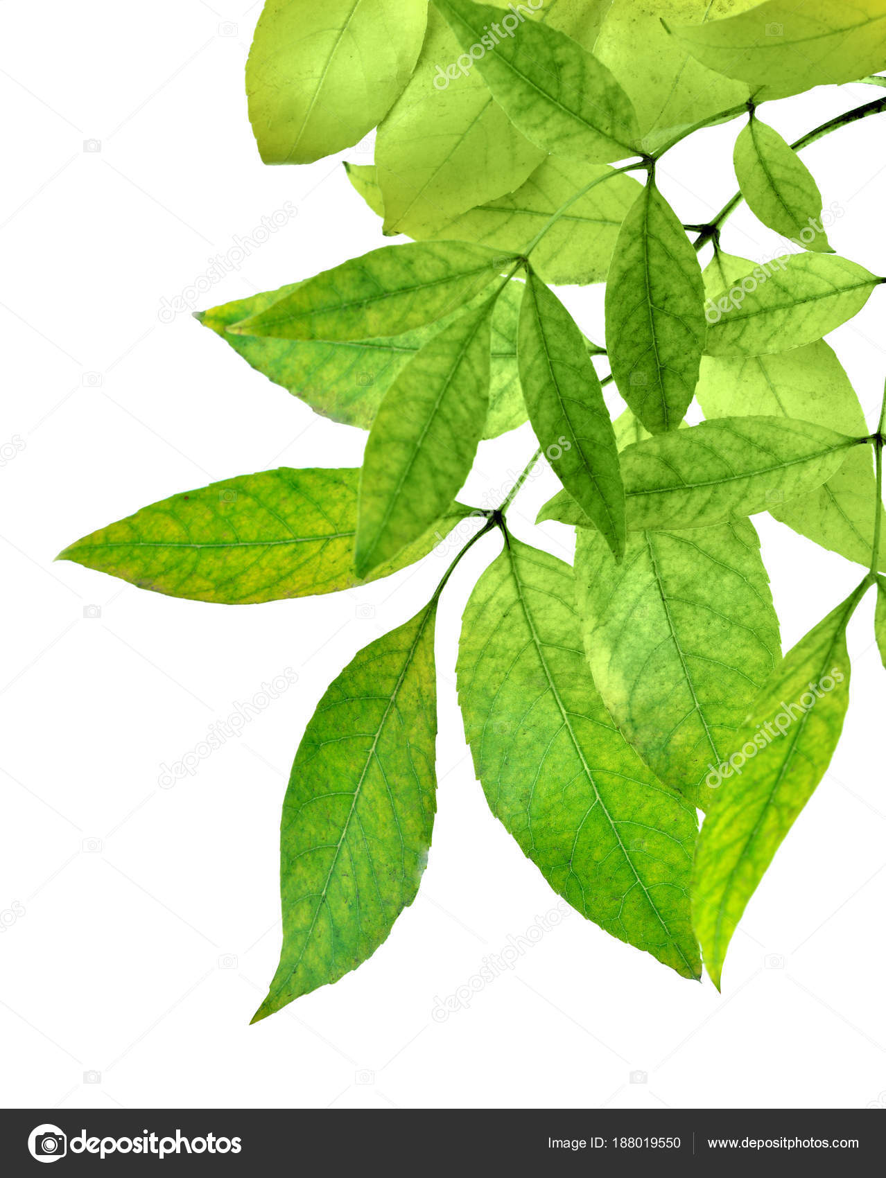 fresh green leaves border on white background. isolated without ...