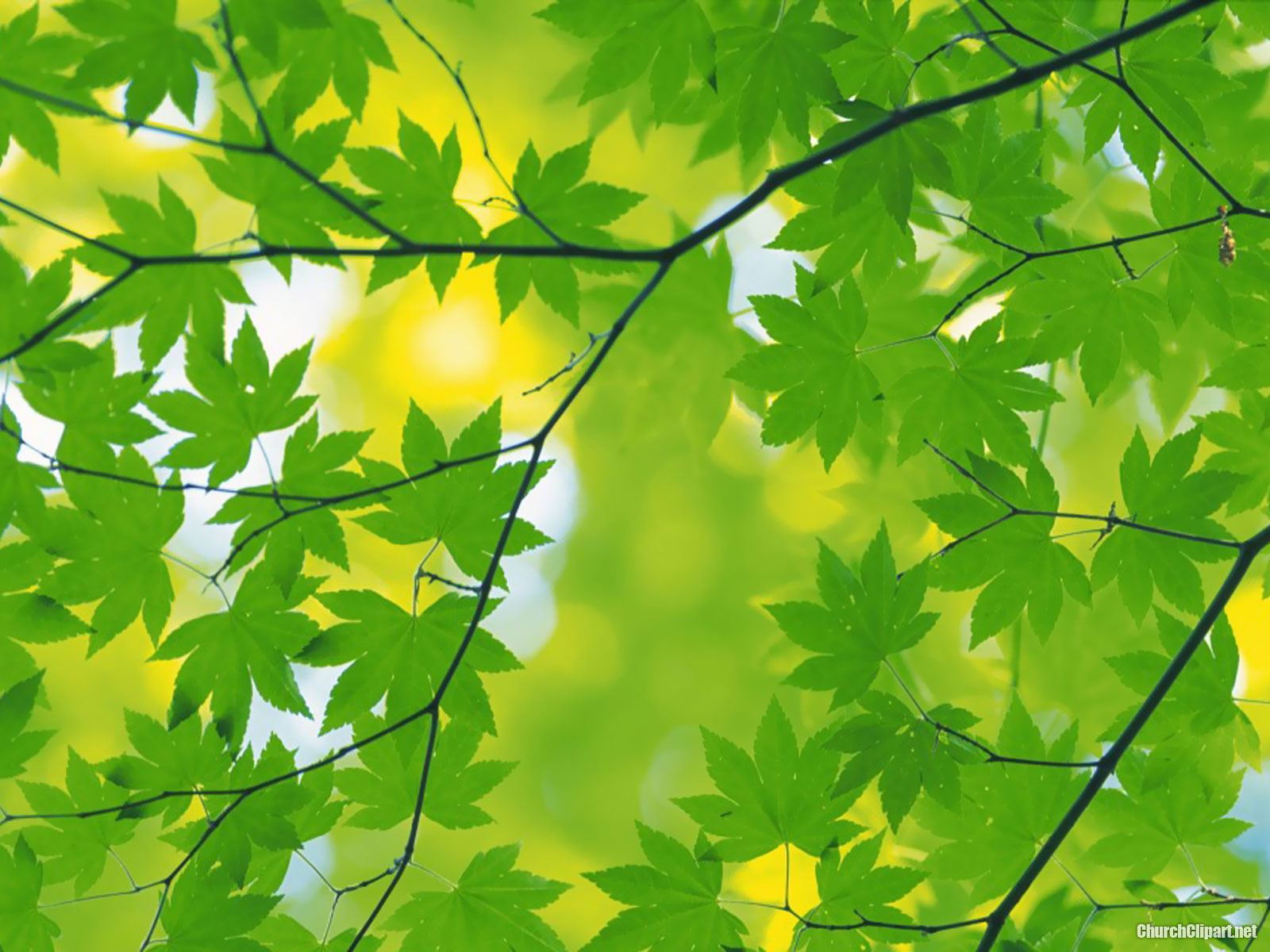 Fresh Green Leaves Powerpoint Background – Church Clipart