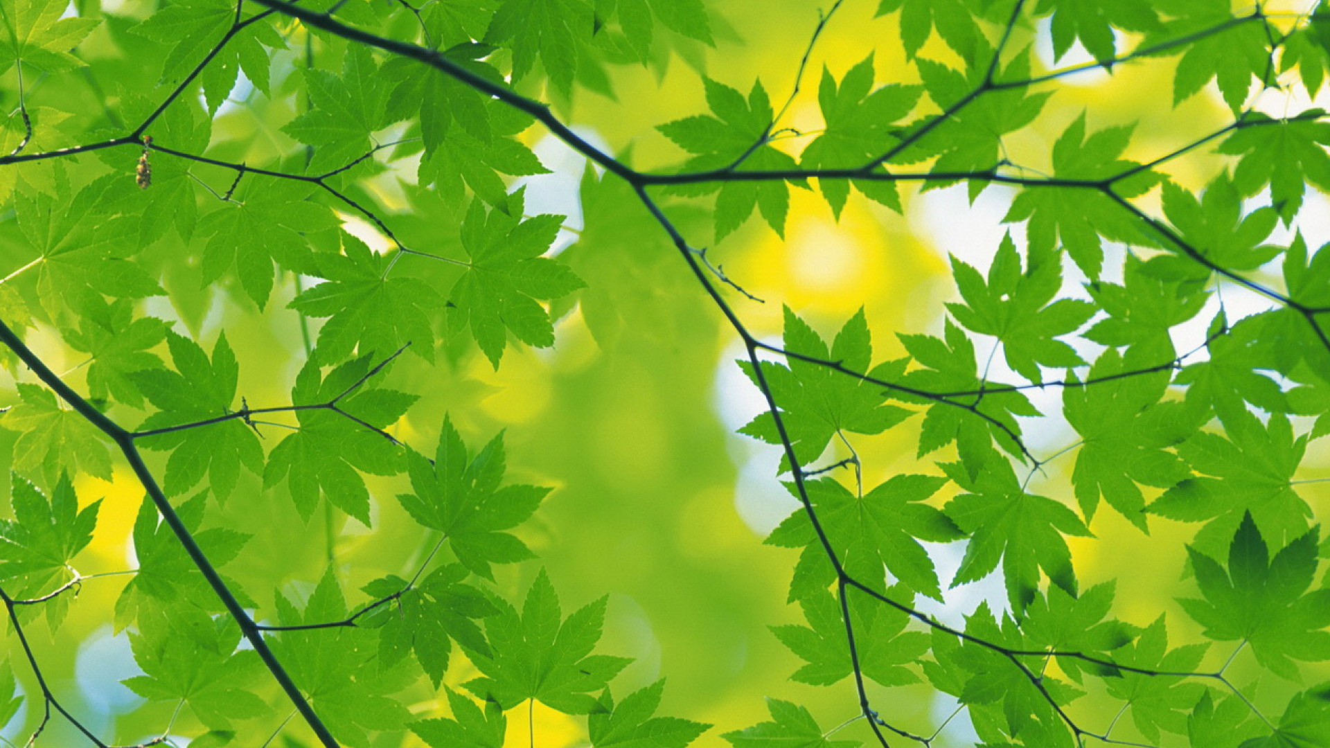 Fresh green leaves wallpaper, Green Backgrounds, Pictures and images ...