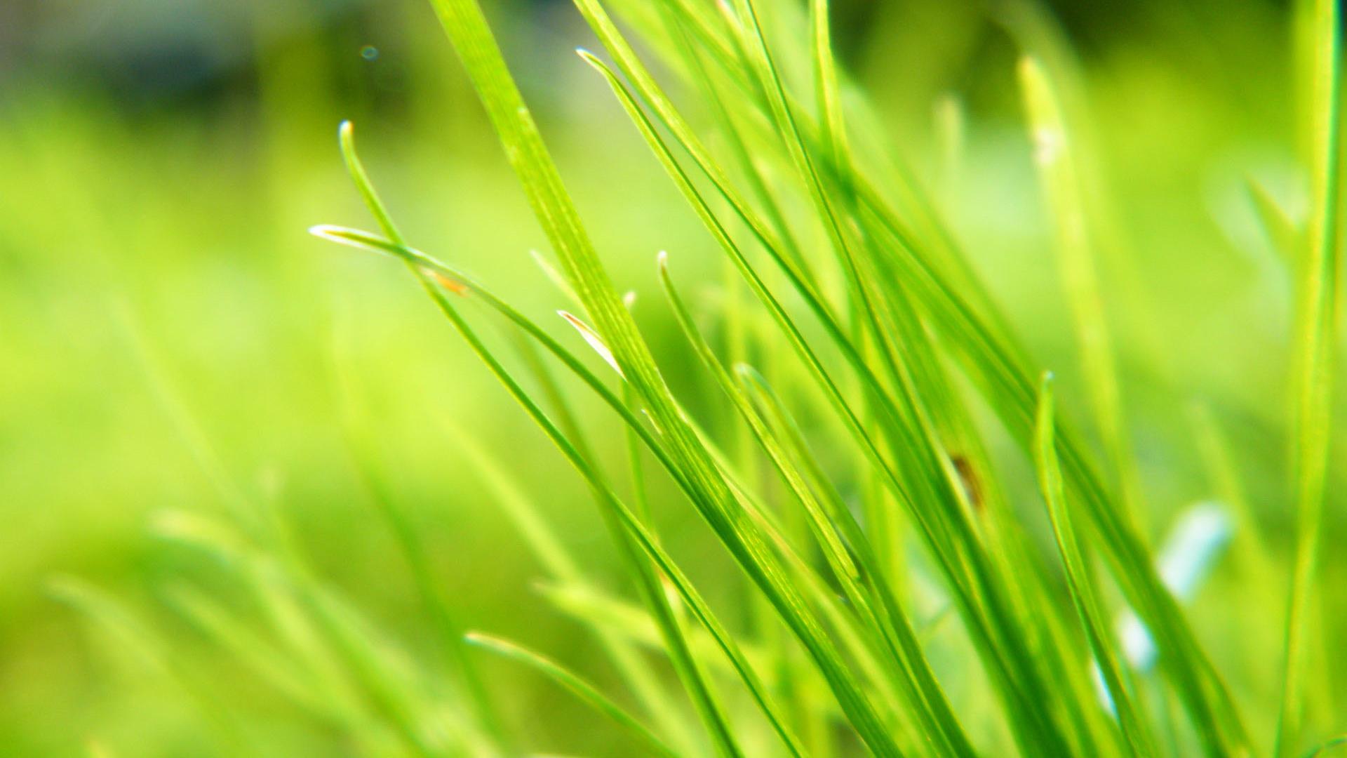 Hd Green Pure And Fresh Plant Desktop Backgrounds Widescreen and HD ...