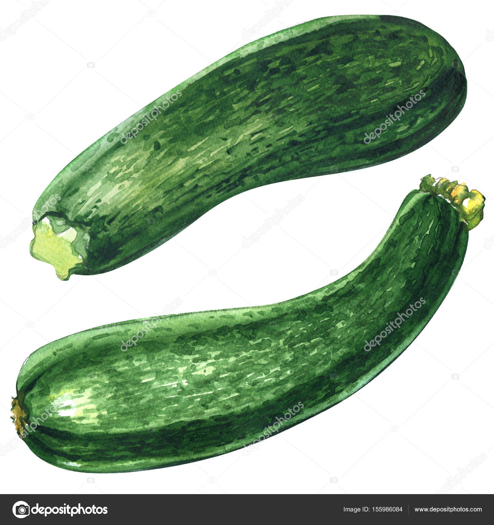 Fresh green zucchini or courgette isolated isolated, two objects ...
