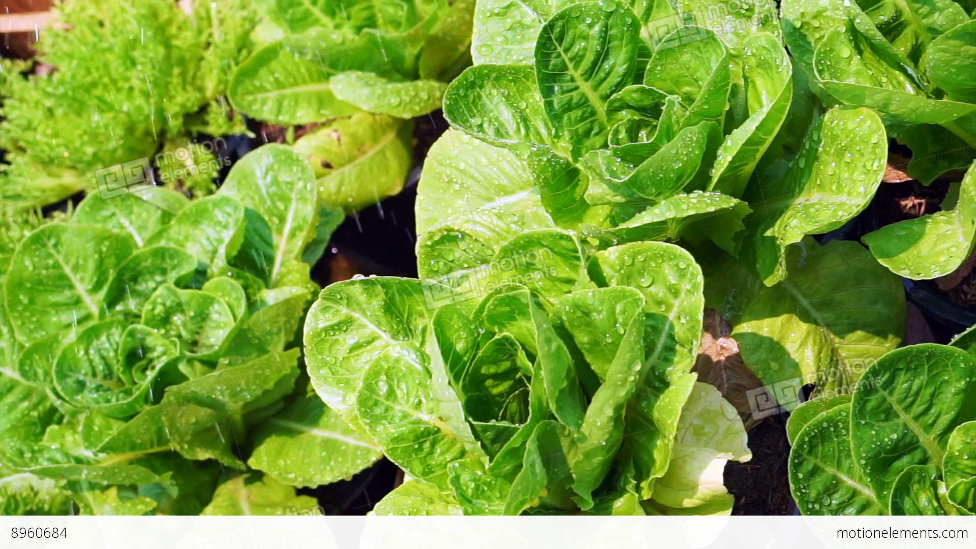 Fresh Green Organic Salad Vegetable Farm Watering Stock video ...