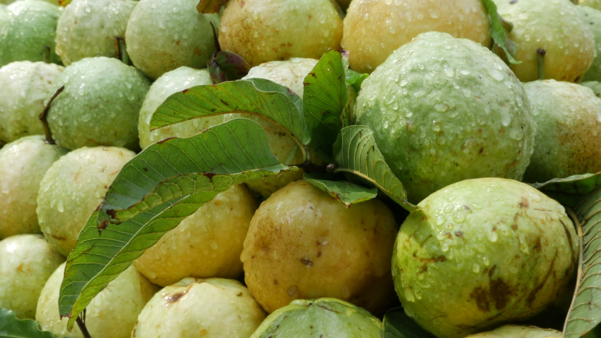 Fresh Guava 4 k Mumbai Indian. Stock Video Footage - Videoblocks