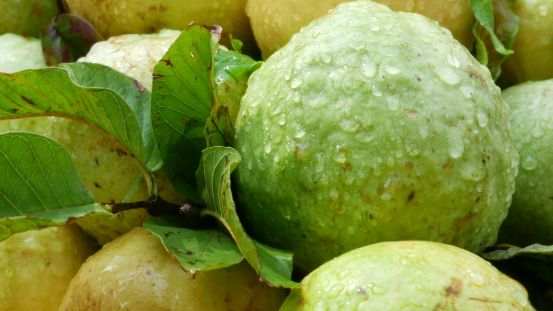 Farm Fresh Guava 4 k Mumbai Indian. Stock Video Footage - Videoblocks