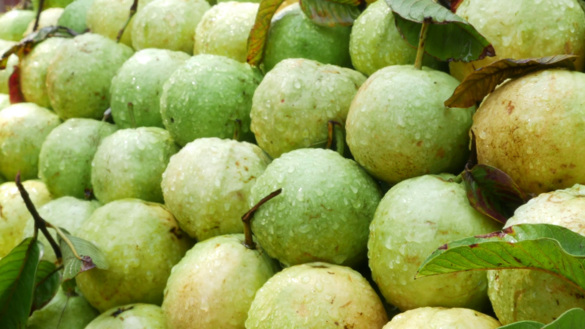 Farm Fresh Guava 4 k Mumbai Indian. Stock Video Footage - VideoBlocks