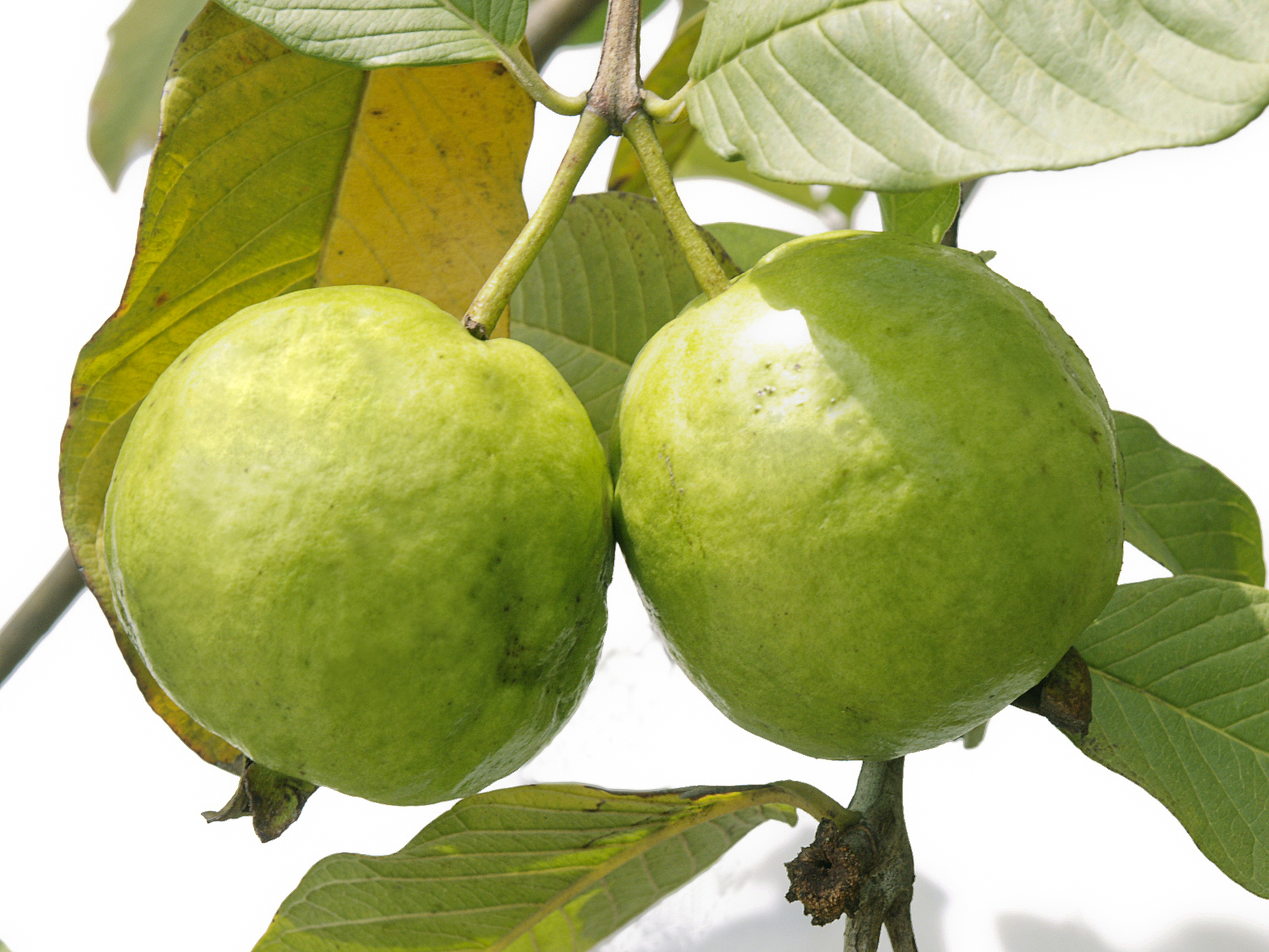 Shimlahills Offerings Pvt. Ltd. » Fresh Guava