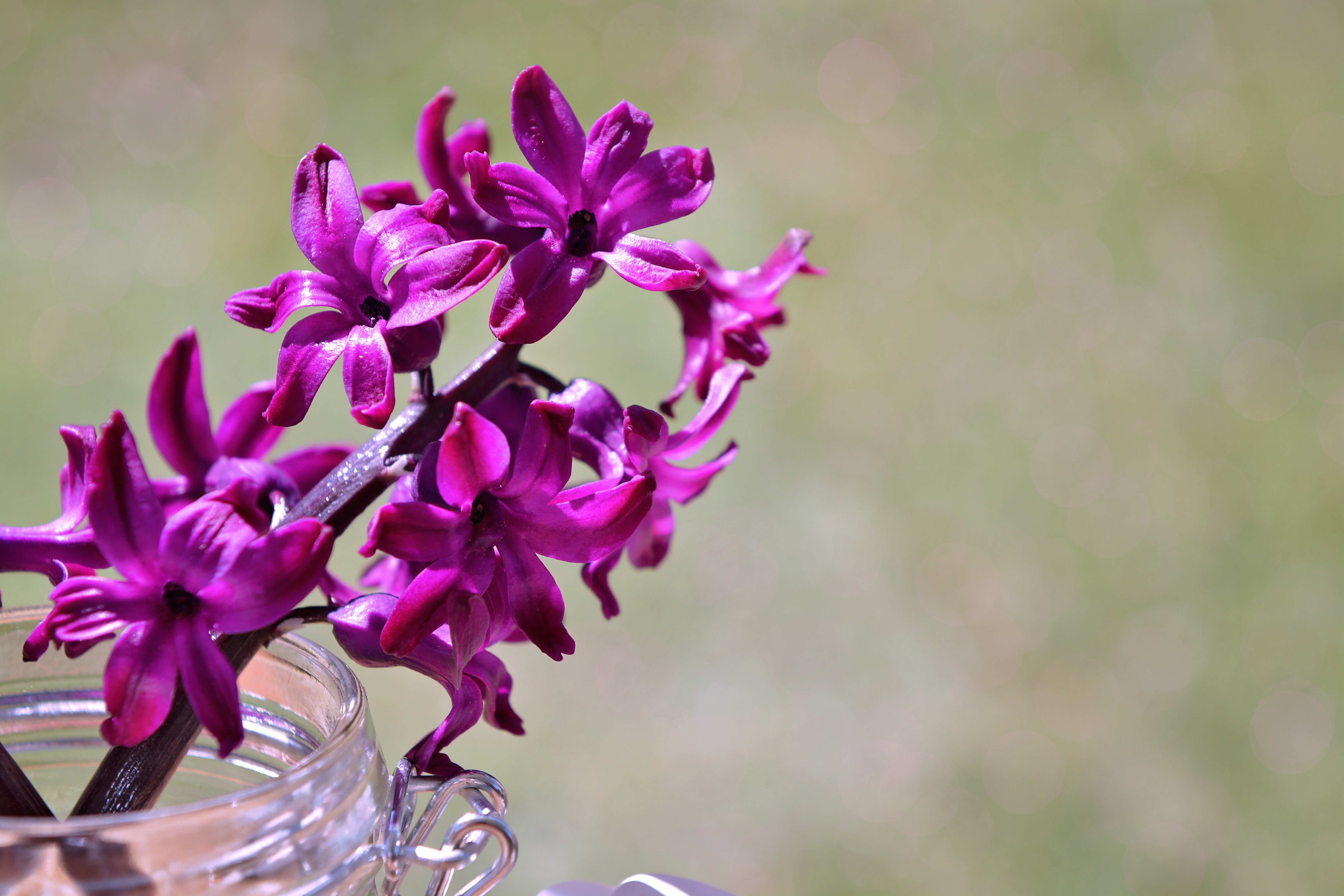 Fresh hyacinth photo