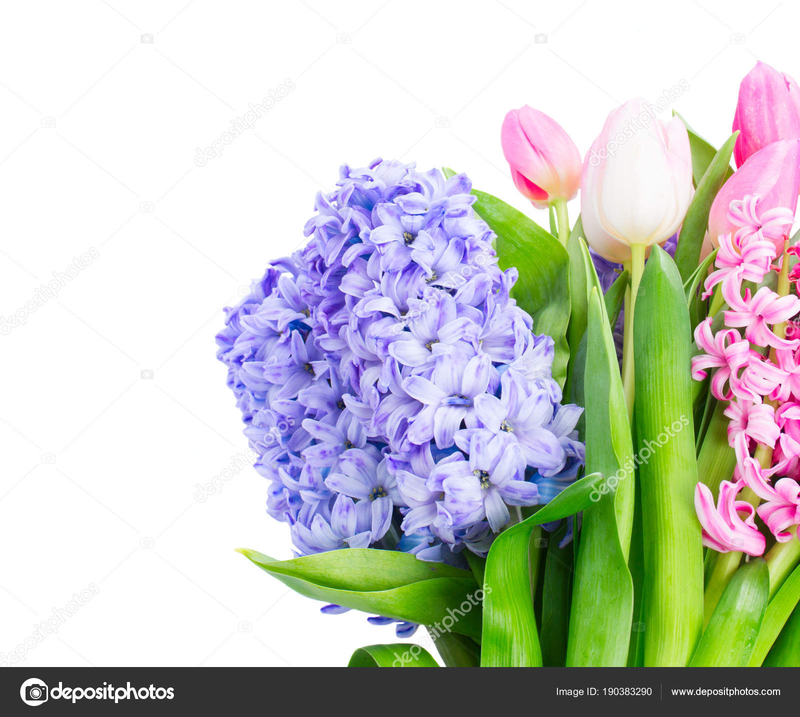 Hyacinth fresh flowers — Stock Photo © Neirfys #190383290