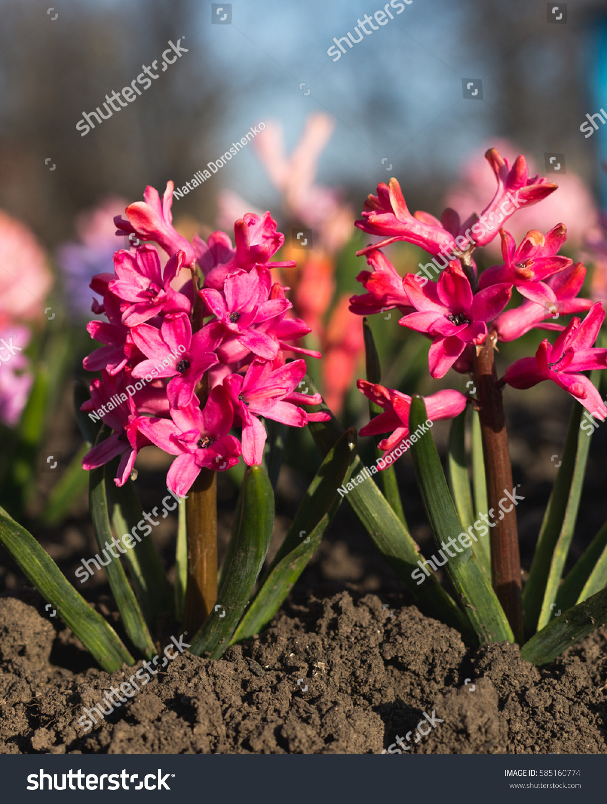 Fresh Early Spring Pink Hyacinth Bulbs Stock Photo (Royalty Free ...