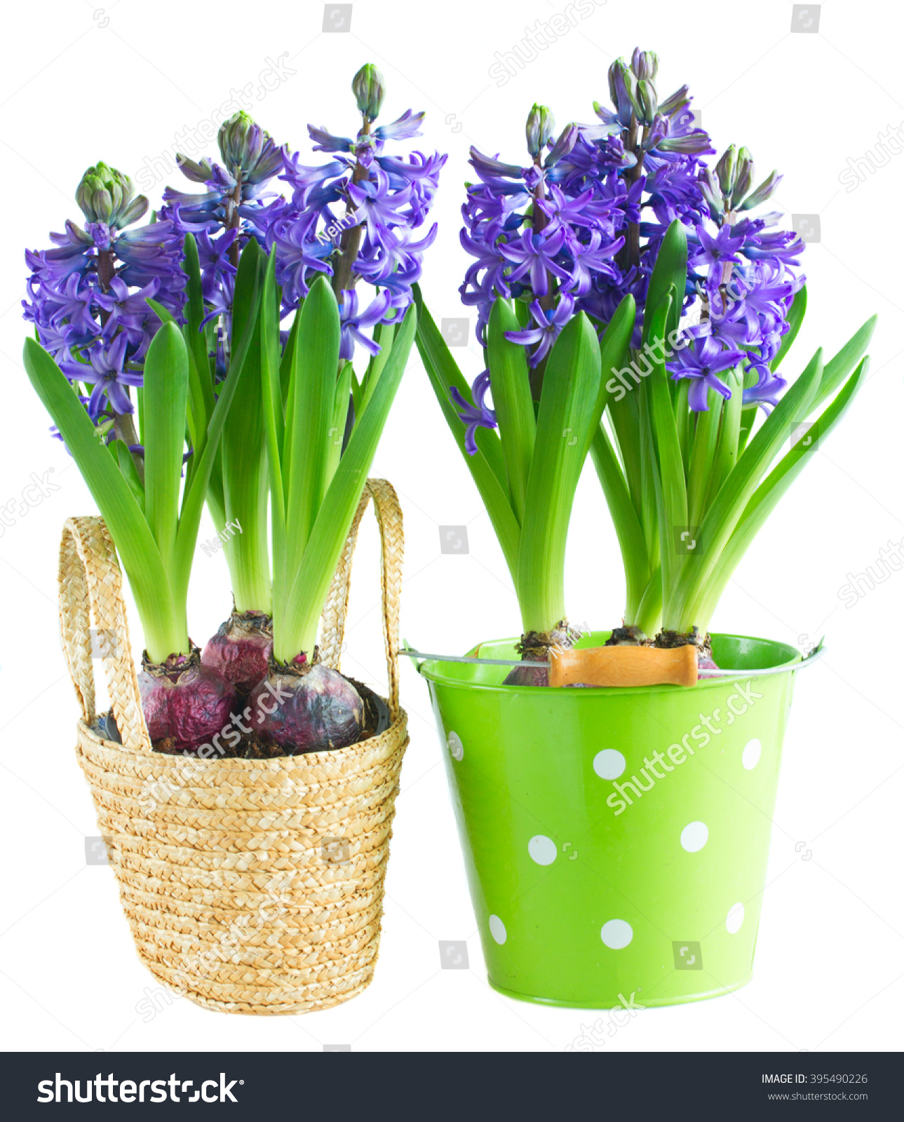 Blue Fresh Hyacinth Blooming Flowers Pots Stock Photo 395490226 ...