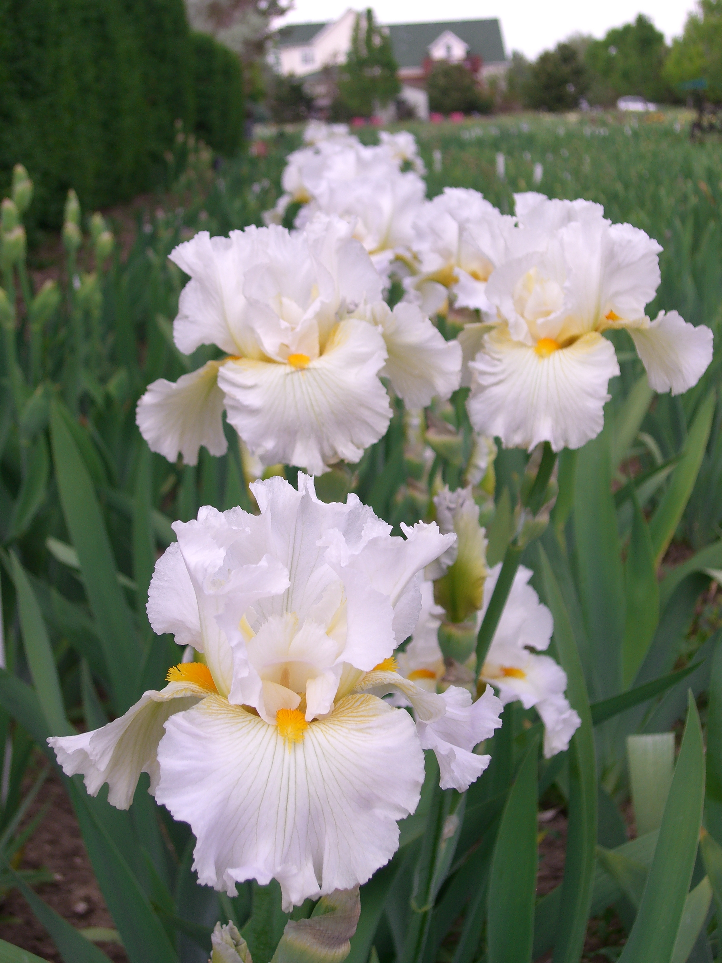 Fresh iris photo