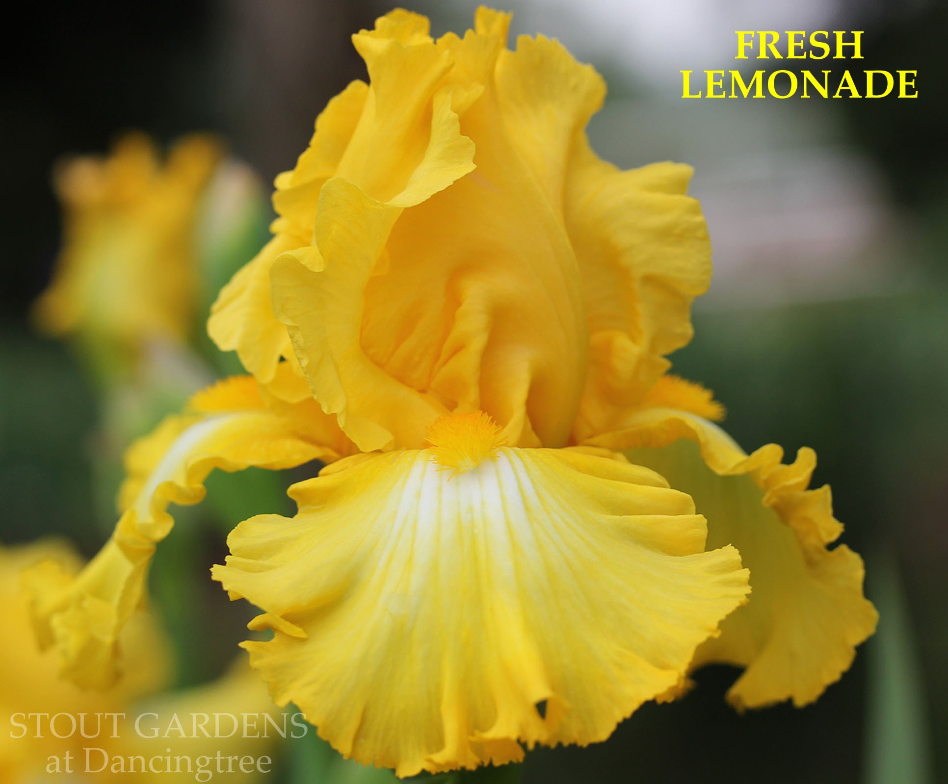 Iris FRESH LEMONADE – Stout Gardens at Dancingtree