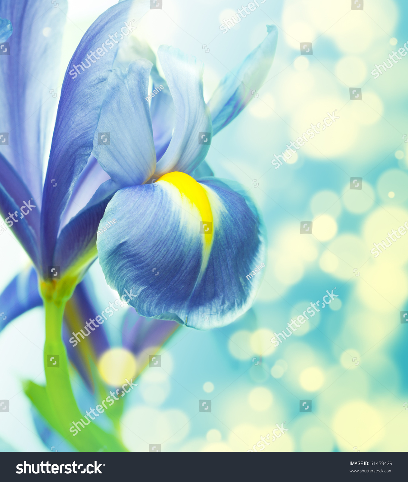 Beautiful Fresh Iris Flowers Stock Photo 61459429 - Shutterstock