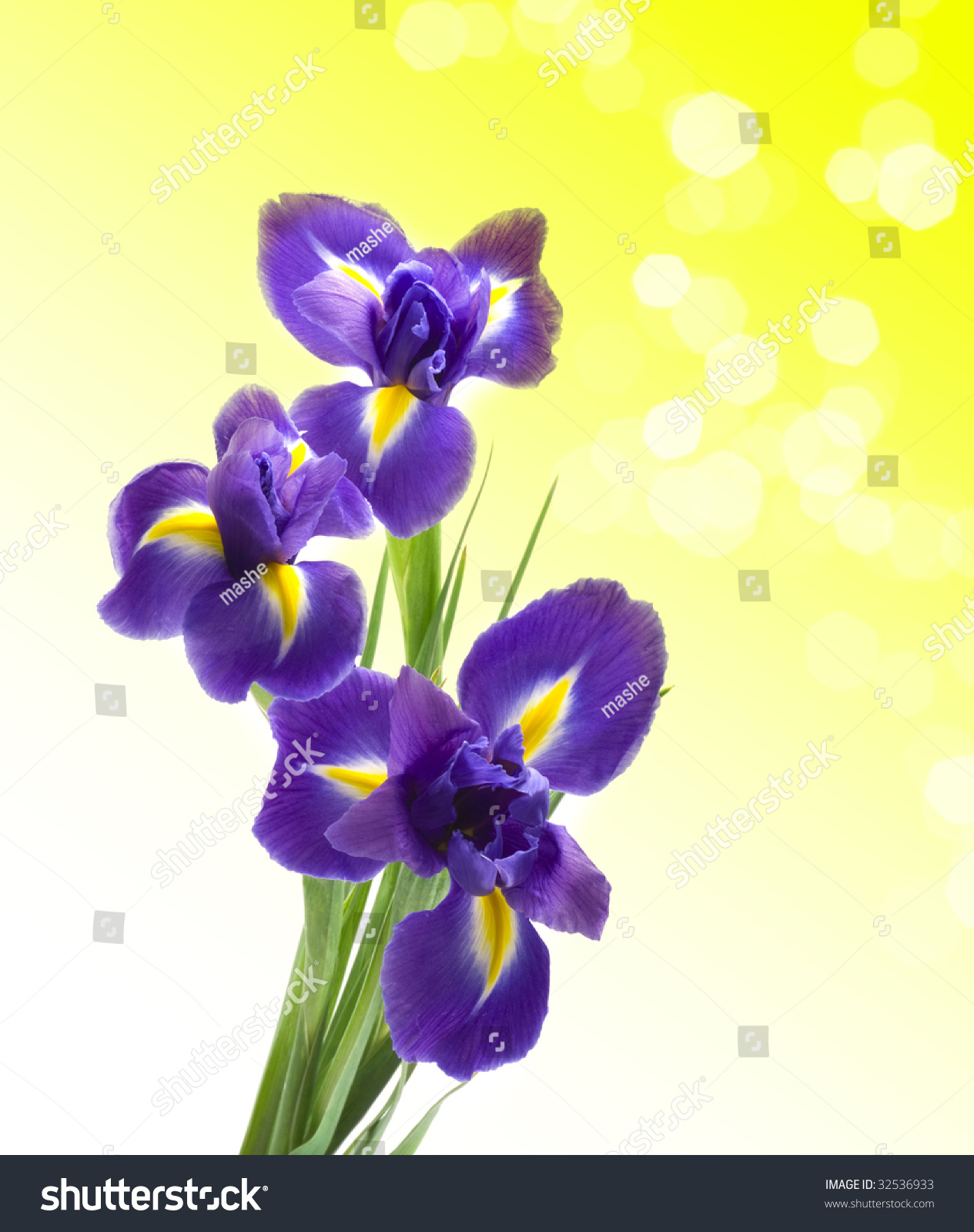 Beautiful Fresh Iris Flowers Waterdrops Isolated Stock Photo ...