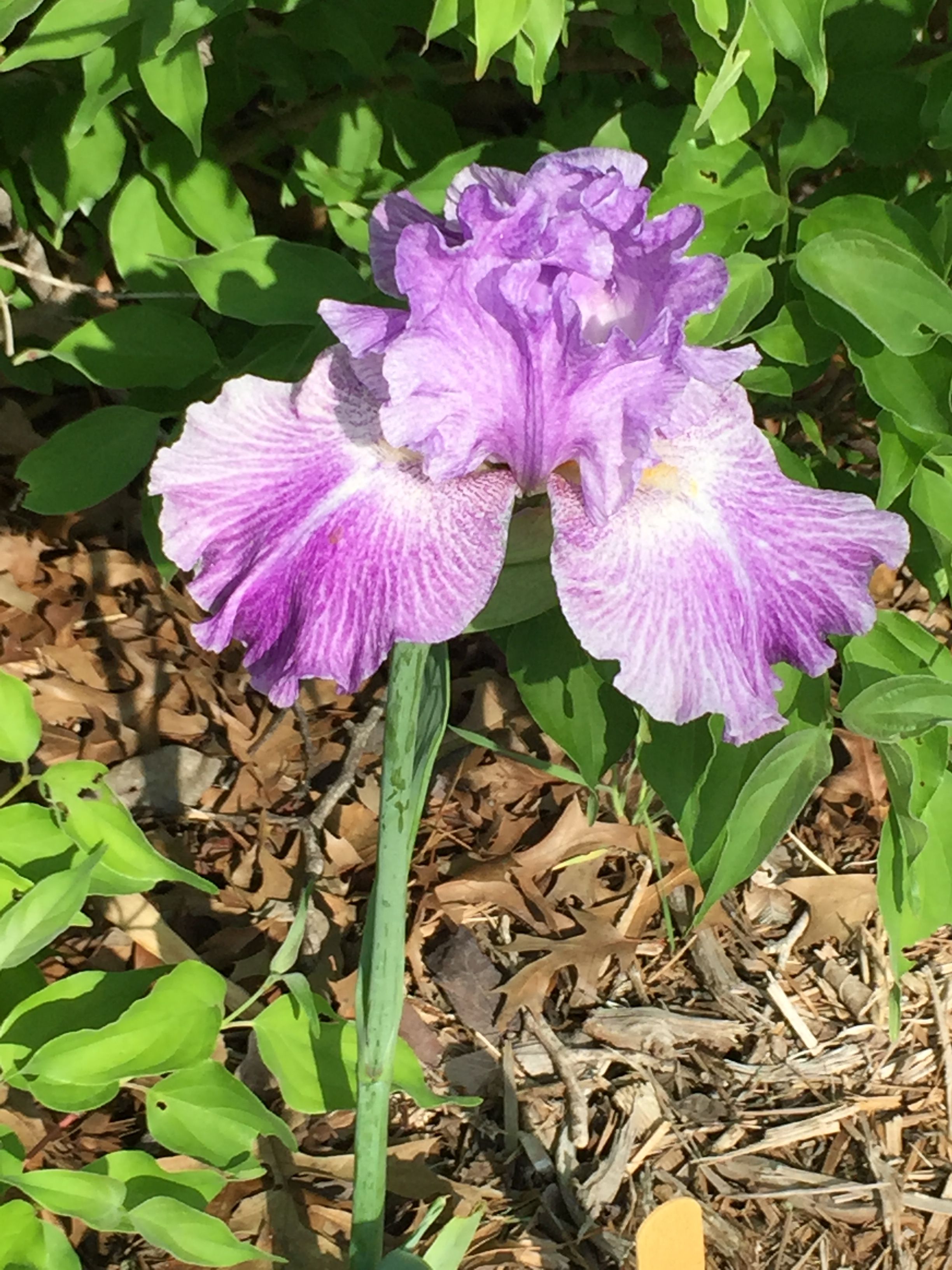 Pebble Fresh | My Iris Flowers | Pinterest | Iris, Iris flowers and ...