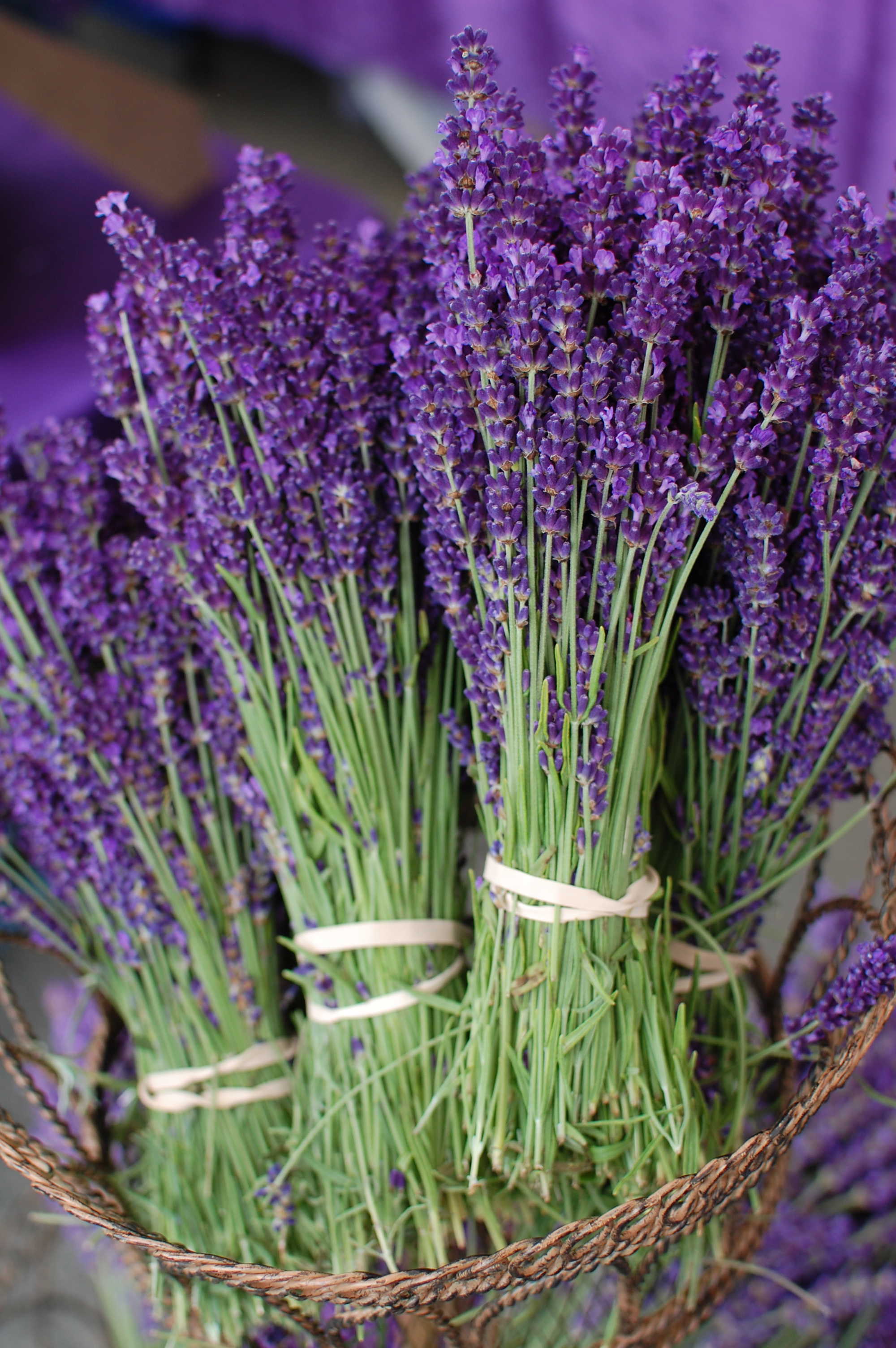 Fresh lavender photo