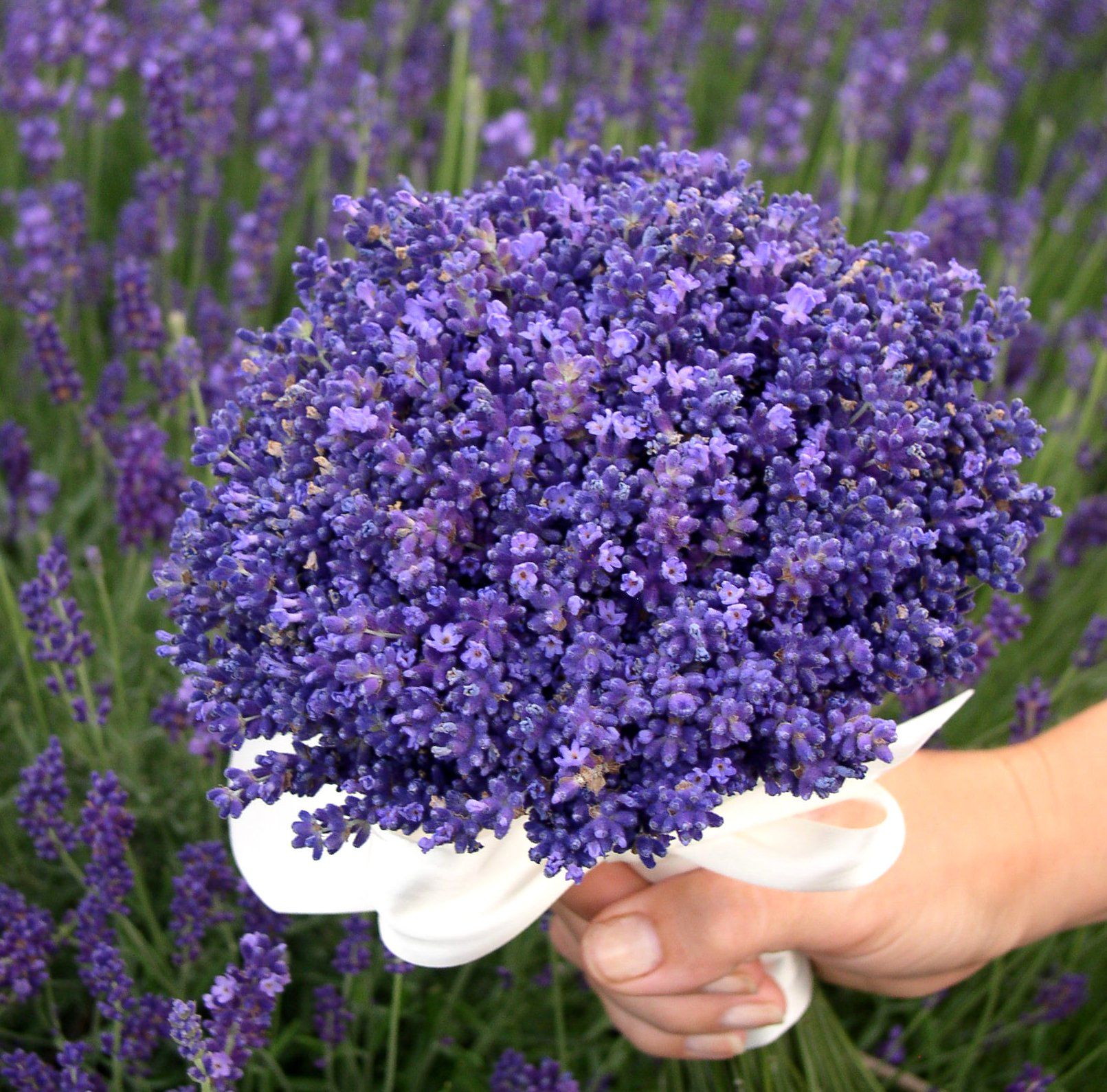 Fresh Lavender bouquet ... Fresh lavender is available during July ...