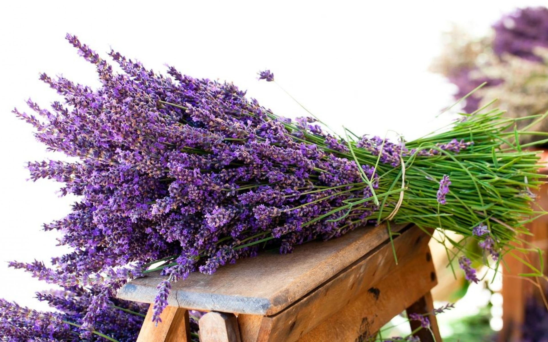 Fresh Lavender wallpapers | Fresh Lavender stock photos