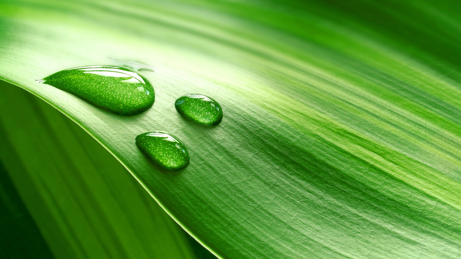 Wallpaper Piece of fresh green leaves with water drops 1920x1200 HD ...