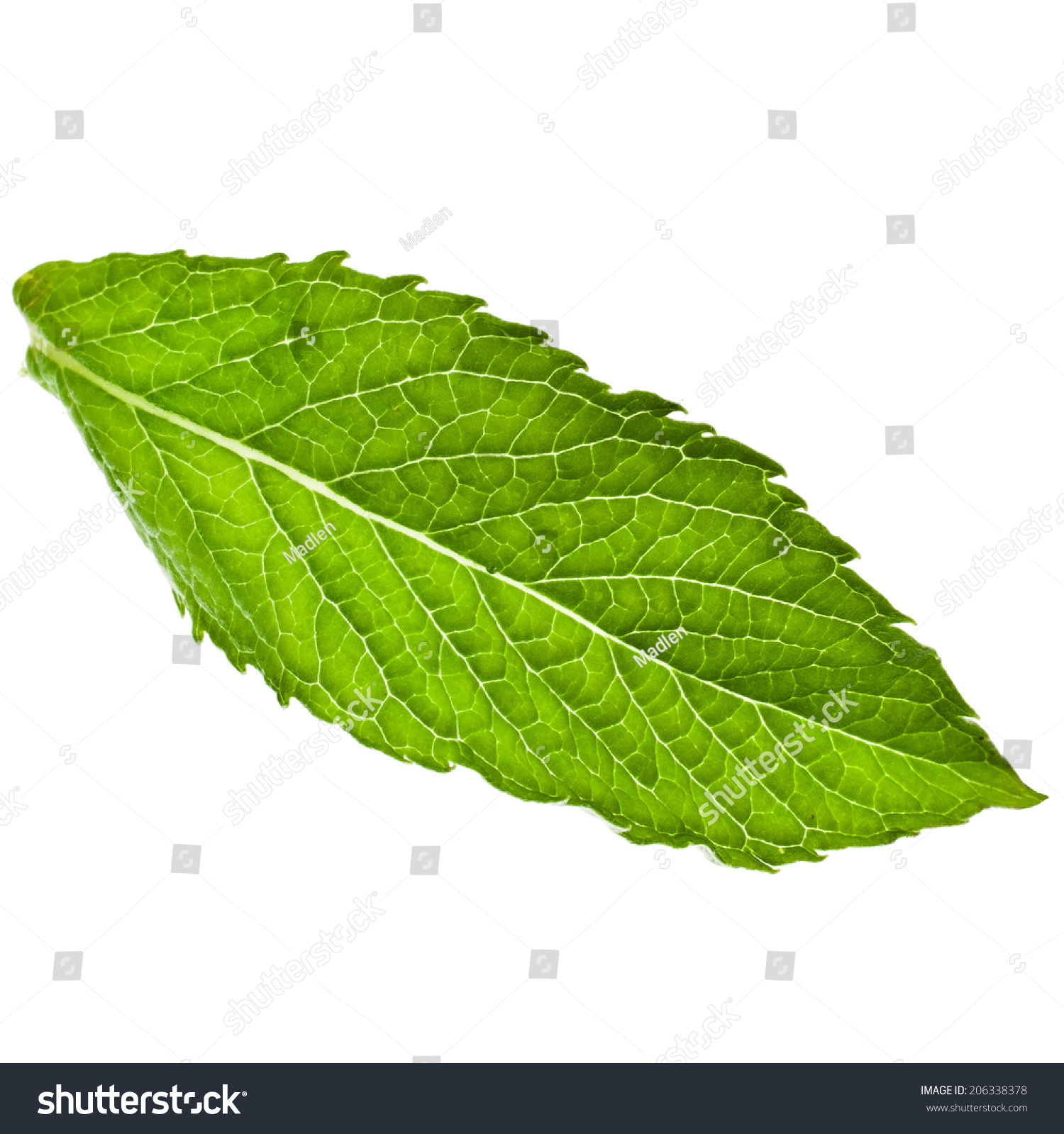 One Single Green Fresh Leaves Mint Stock Photo 206338378 - Shutterstock