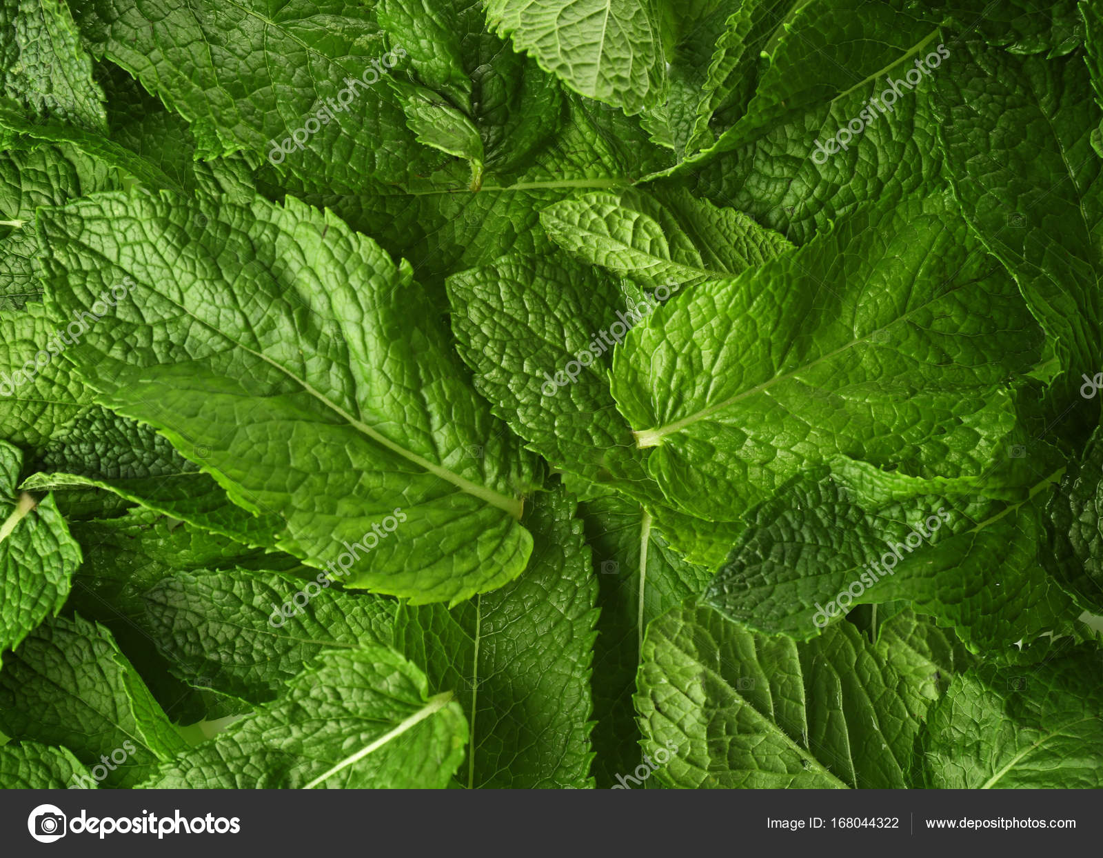 Fresh mint leaves — Stock Photo © belchonock #168044322