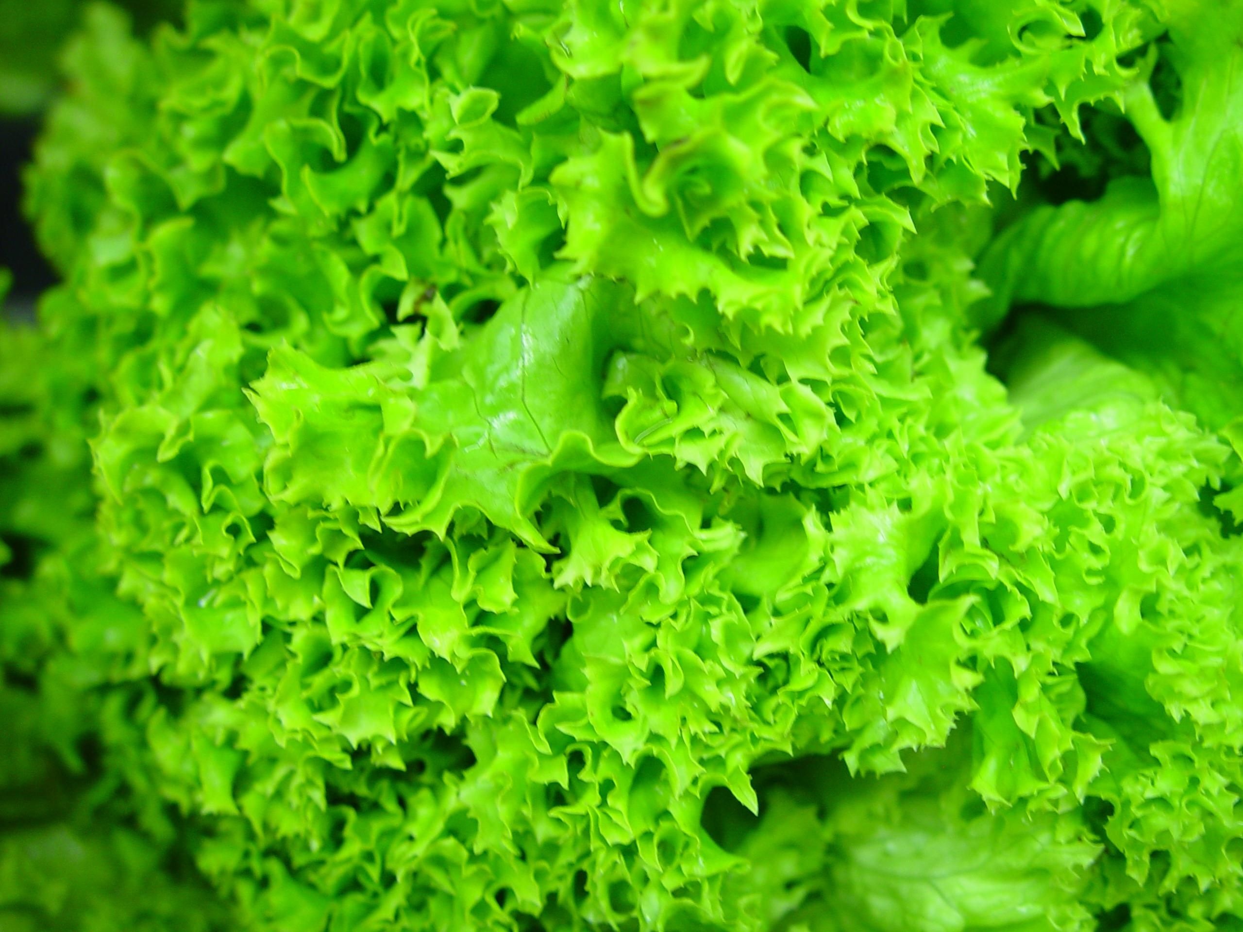 Fresh lettuce photo