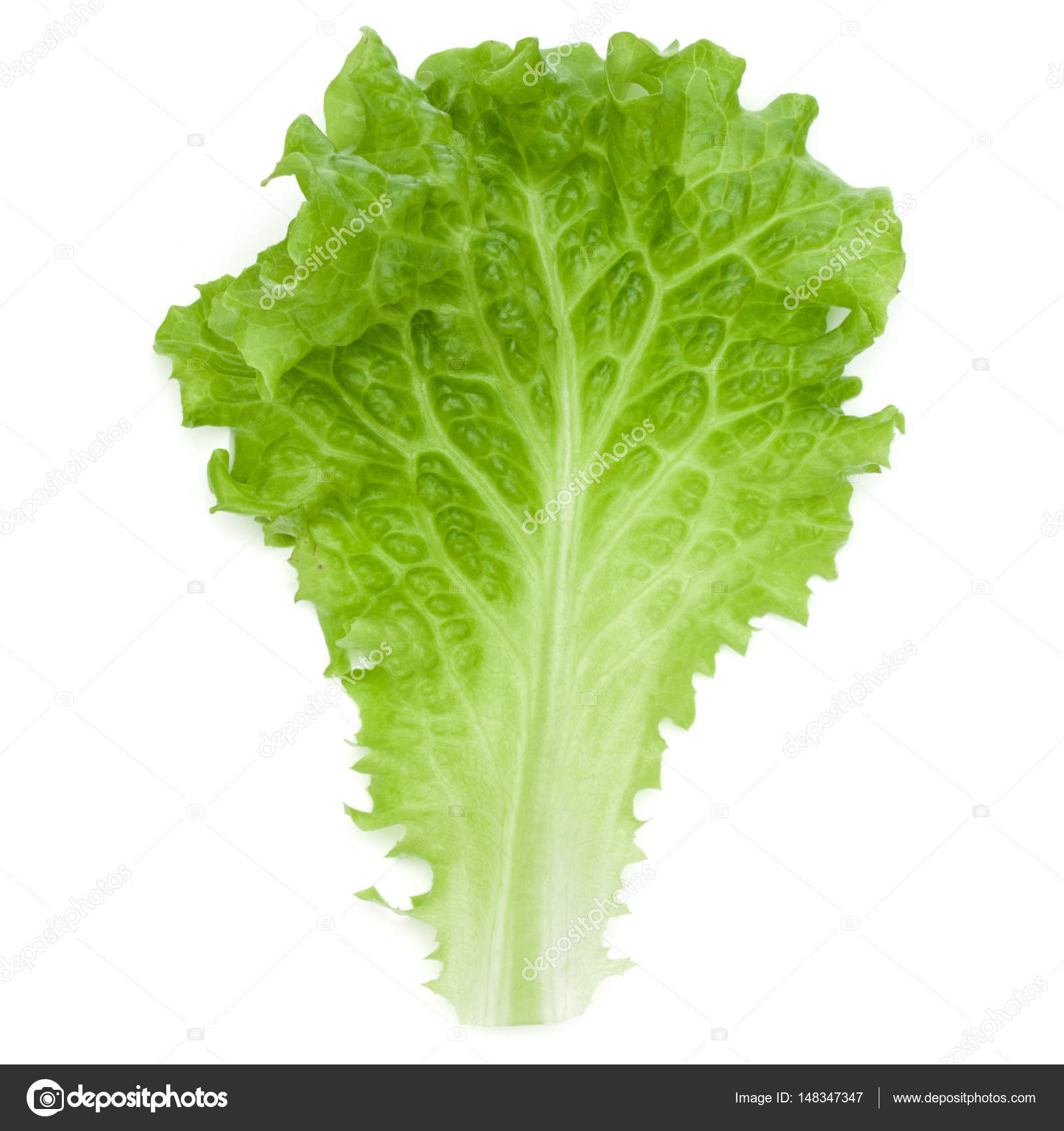fresh green lettuce leaf — Stock Photo © natika #148347347