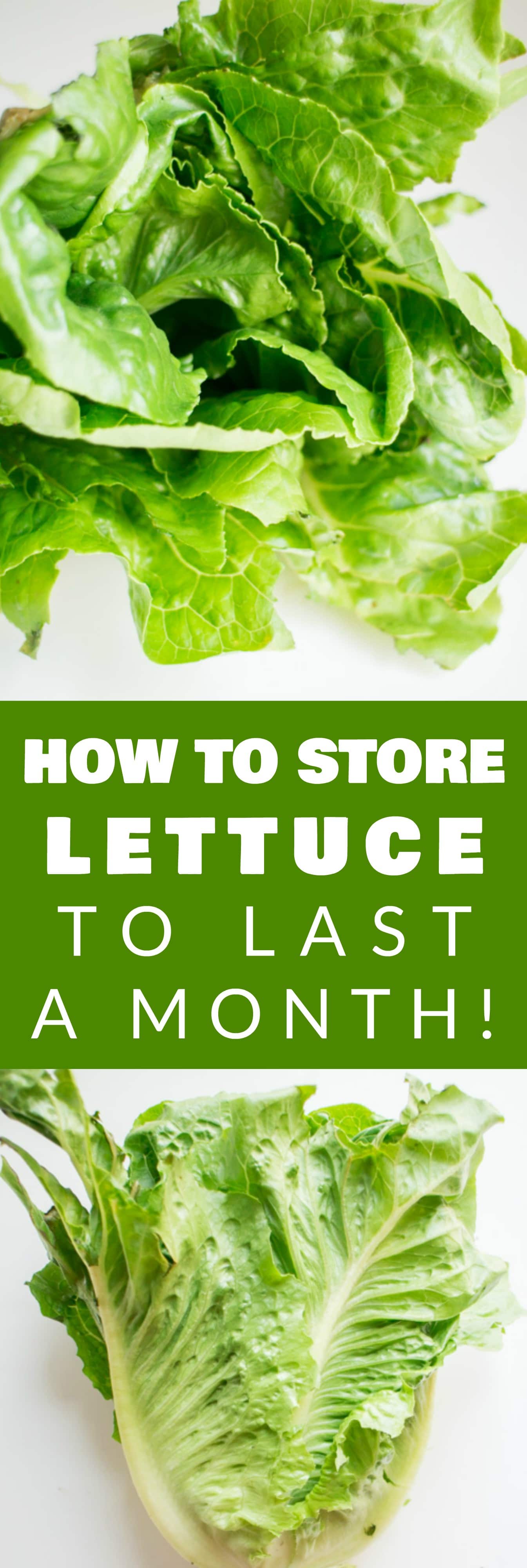 How to Store Lettuce to Last for a Month - Brooklyn Farm Girl