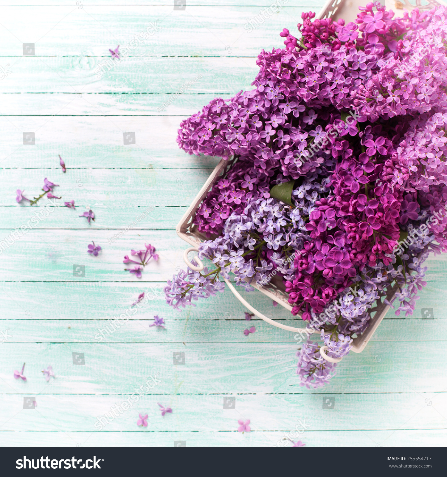 Fresh Lilac Flowers On Tray On Stock Photo 285554717 - Shutterstock
