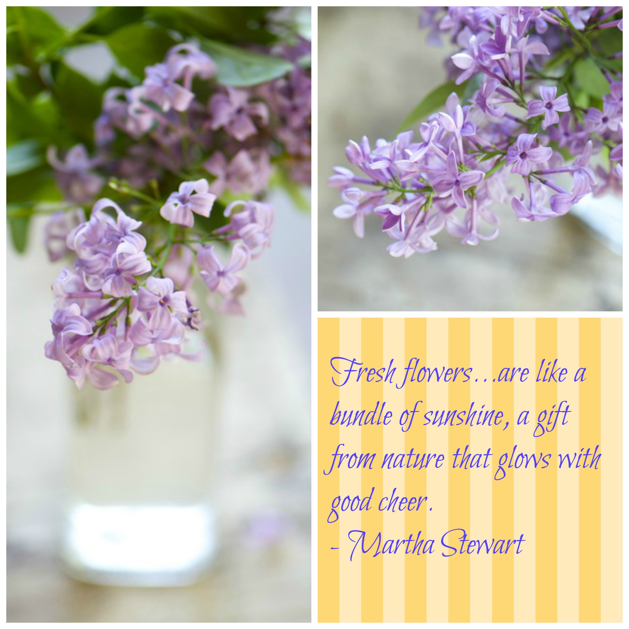 Fresh Cut Flowers Namely Marly A Collage Of Lilac Spruces Up Our ...