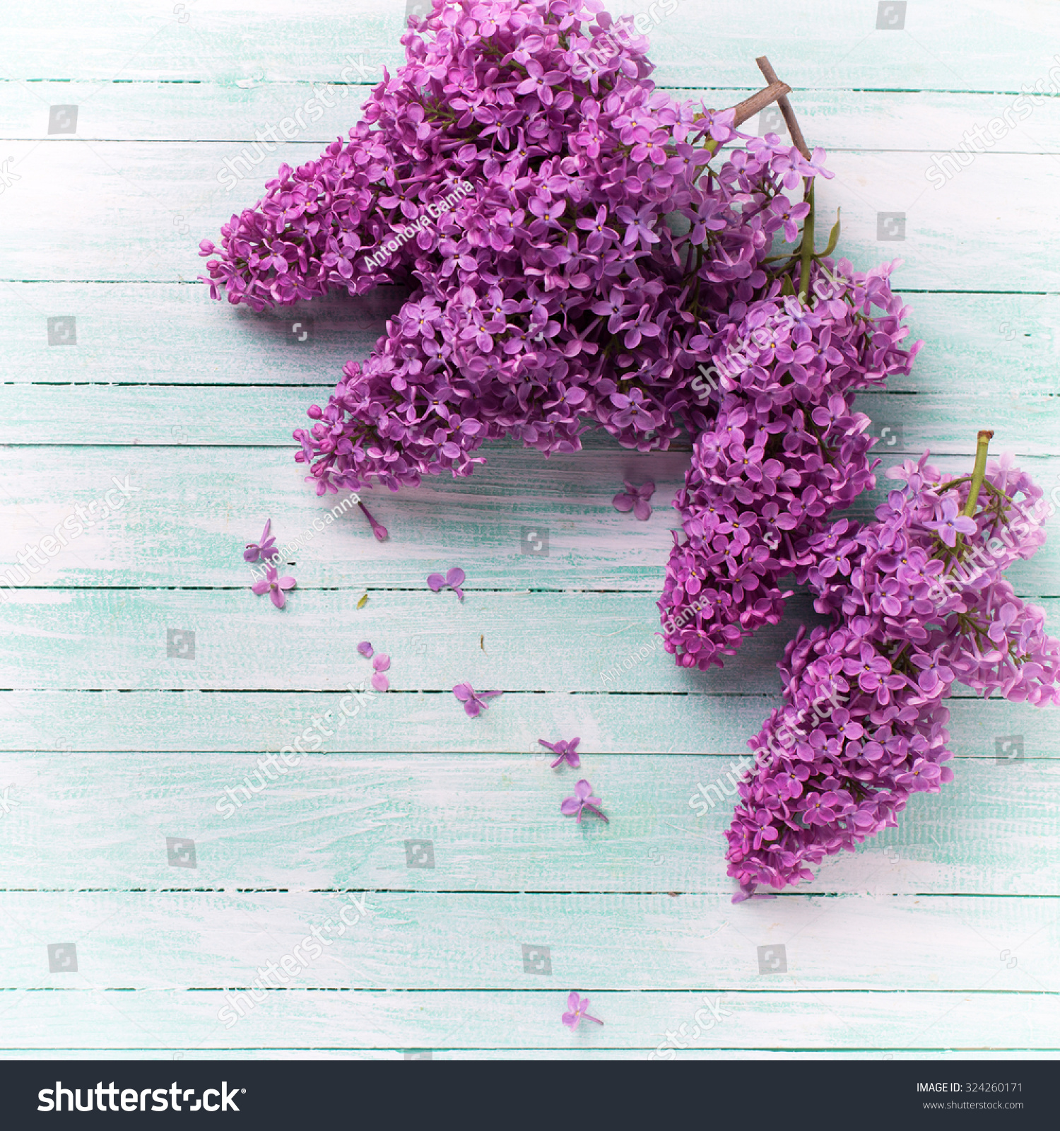 Background Fresh Lilac Flowers On Turquoise Stock Photo (Royalty ...