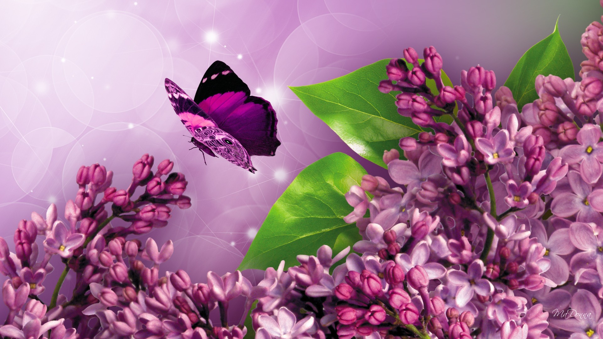 Flowers: Fragrant Lilac Blossoms Flowers Butterfly Fresh Shine Glow ...