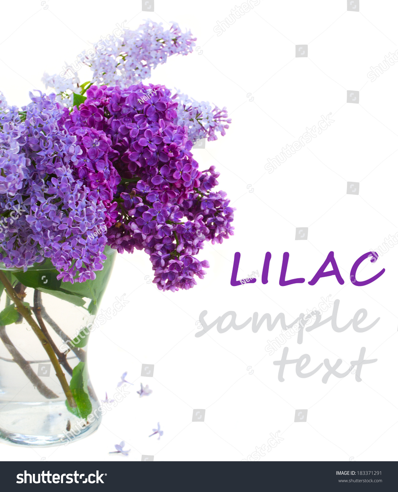 Border Fresh Lilac Flowers Isolated On Stock Photo (Safe to Use ...