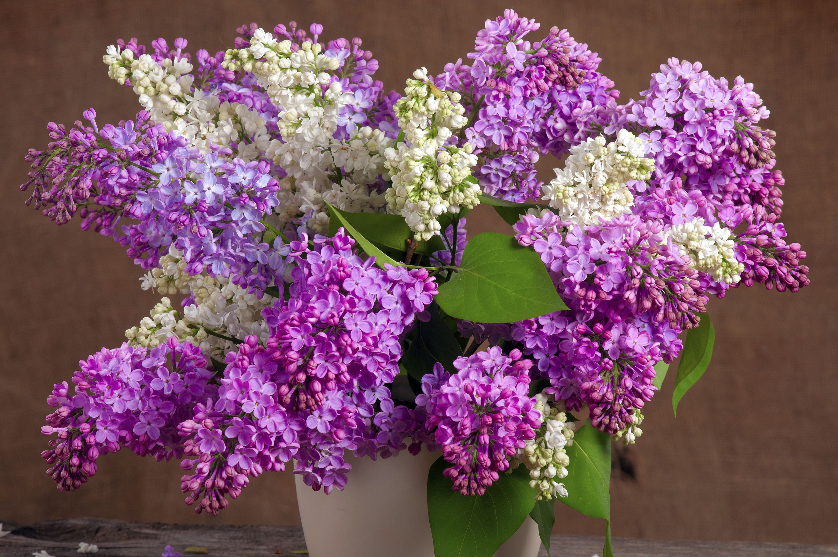 How to Keep Cut Lilacs Fresh | Lilacs, Gardens and Flowers