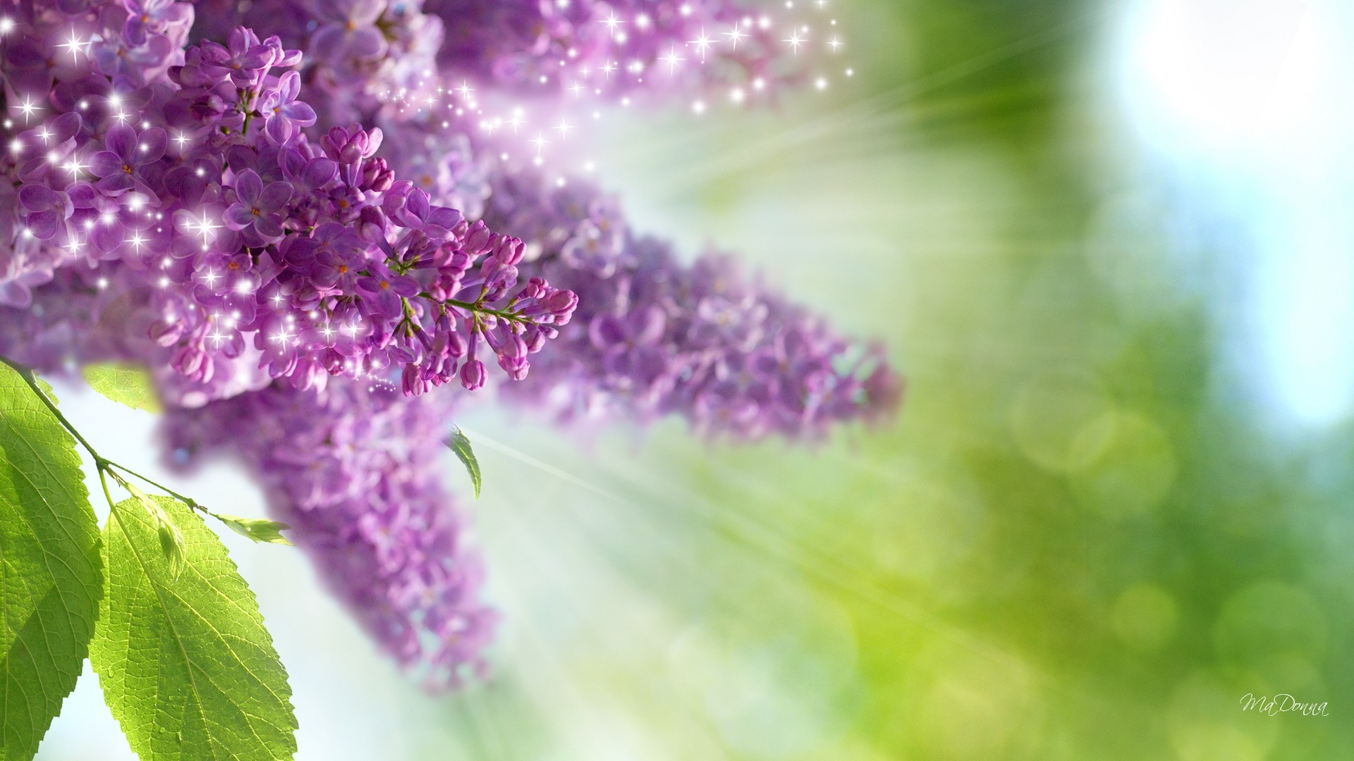 Flower: Just Lilacs Fresh Hapy Light Beams Blurred Sun Fleurs Lilac ...