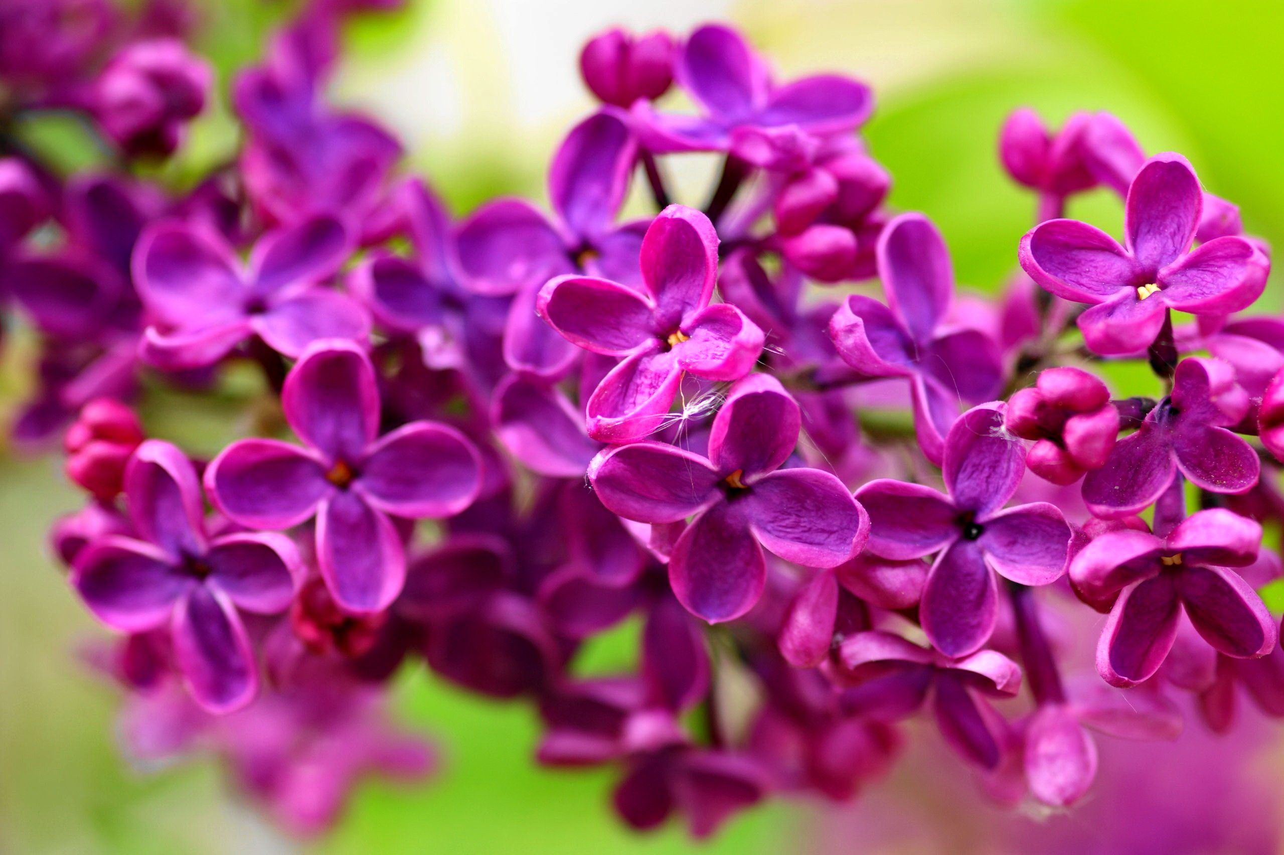 Flower: Lovely Lilac Fresh Colorful Flowers Fragrance Nice Tree ...