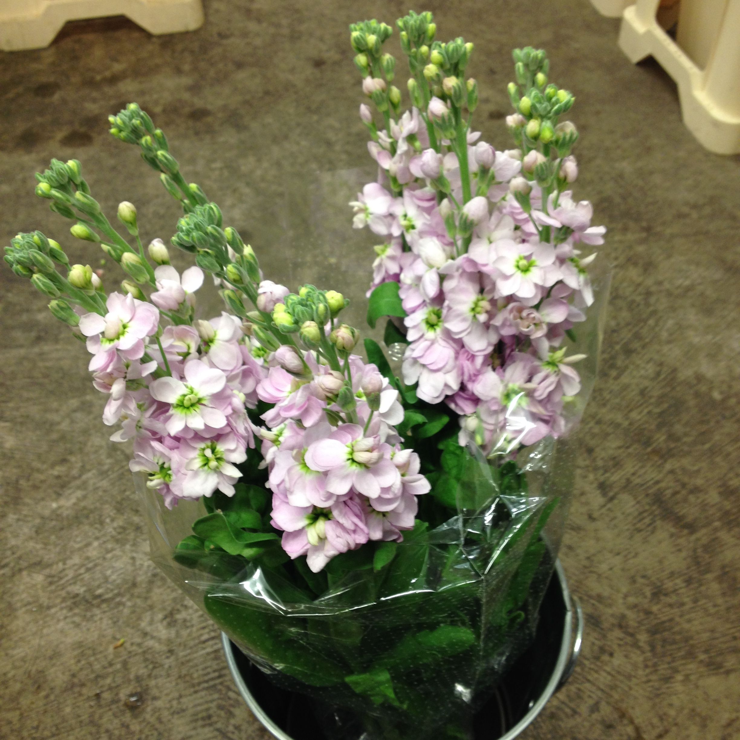Stocks in soft lilac. Sold in bunches of 10 stems from The ...