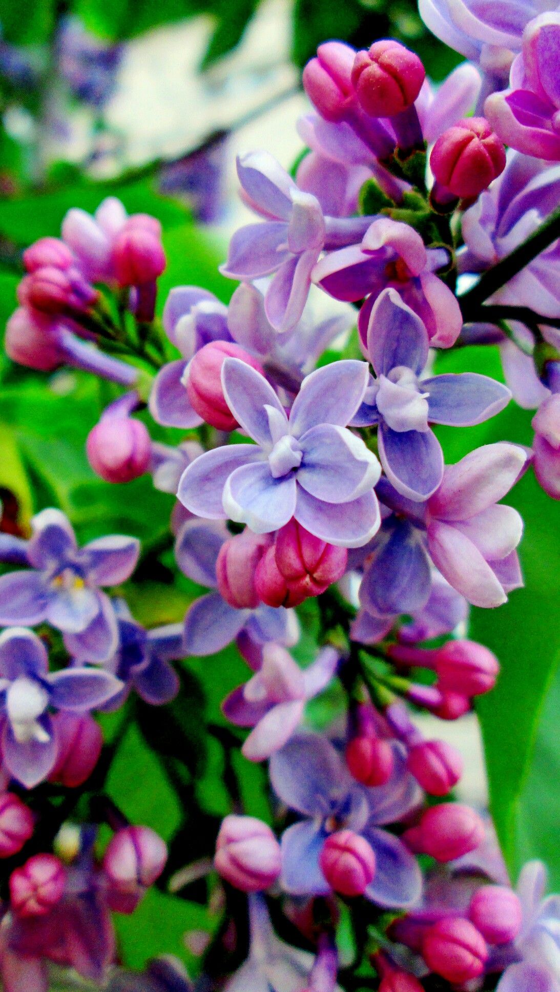 hermosos colres para hermosas flores | Flower Bouquets | Pinterest ...