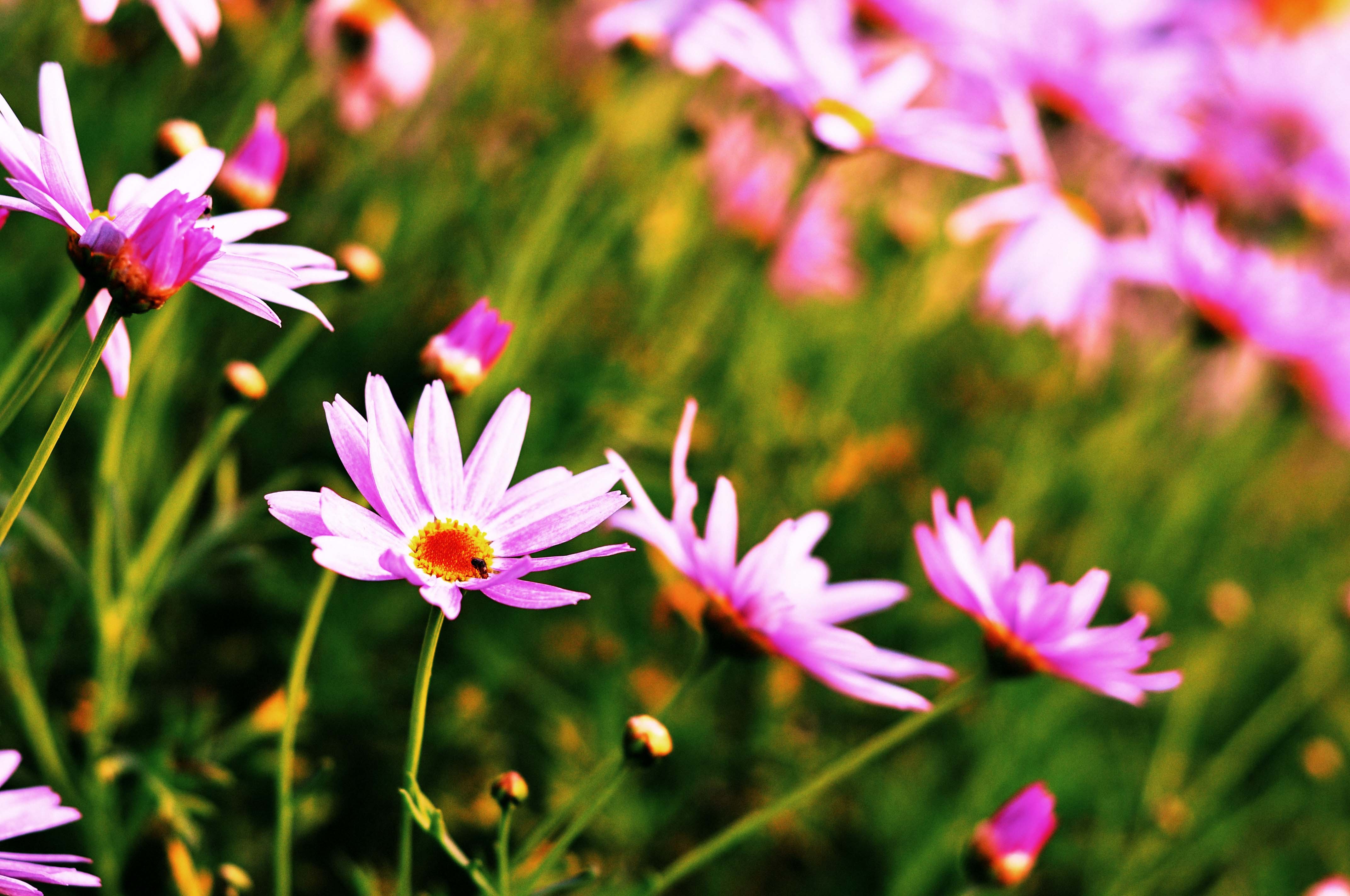 Fields: SHINE BEAUTIES BEAUTY Fresh Flowers Fields Pink Nature Sweet ...