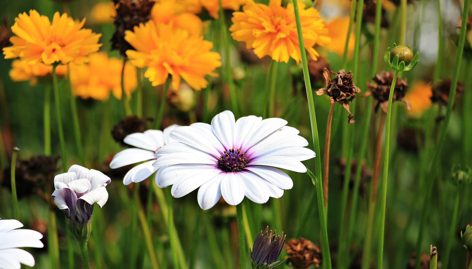 Blooming Marguerite