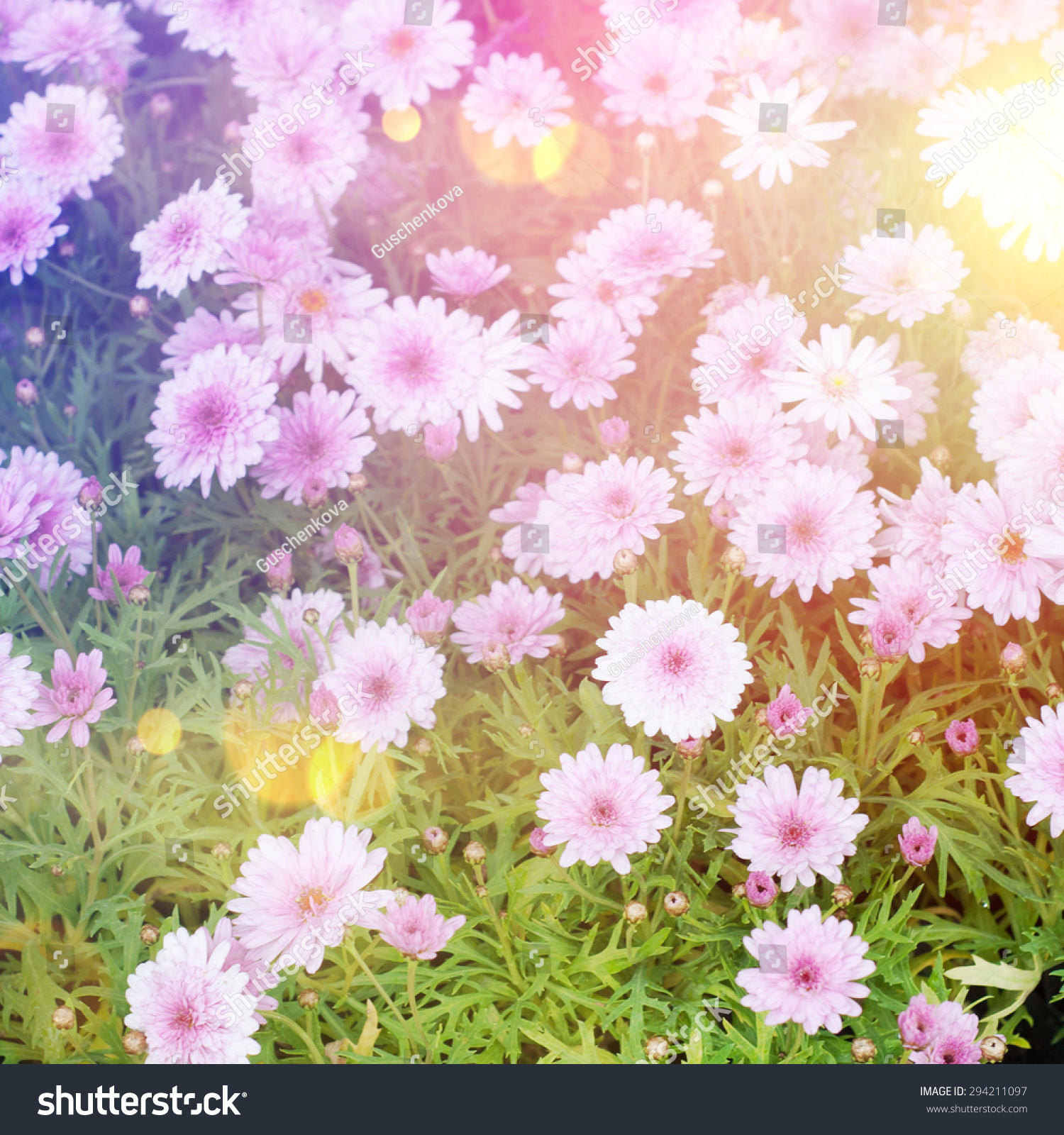 Romantic Background Fresh Flowers Stock Photo 294211097 - Shutterstock