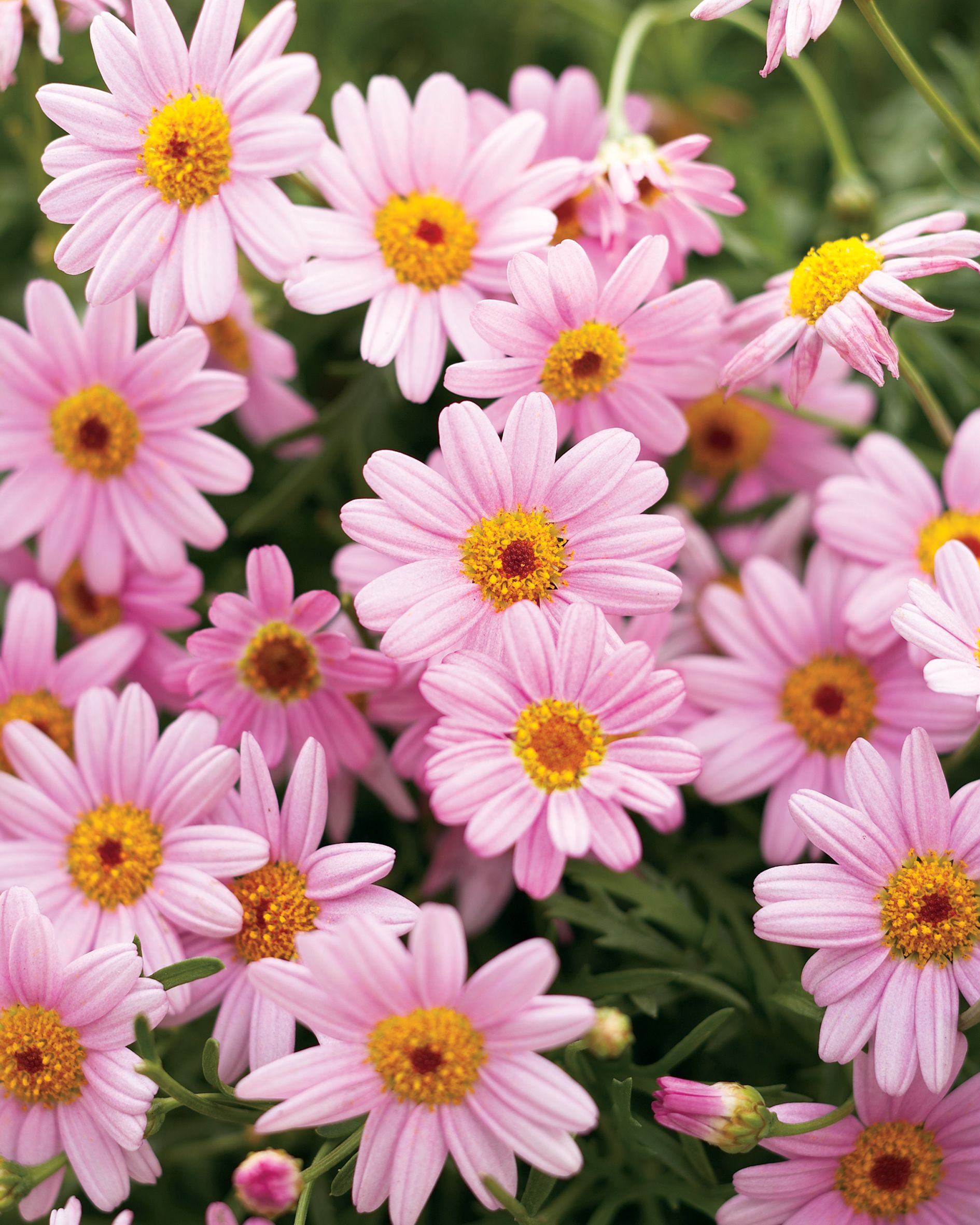 Molimba® Pink - Marguerite Daisy - Argyranthemum frutescens | GARDEN ...
