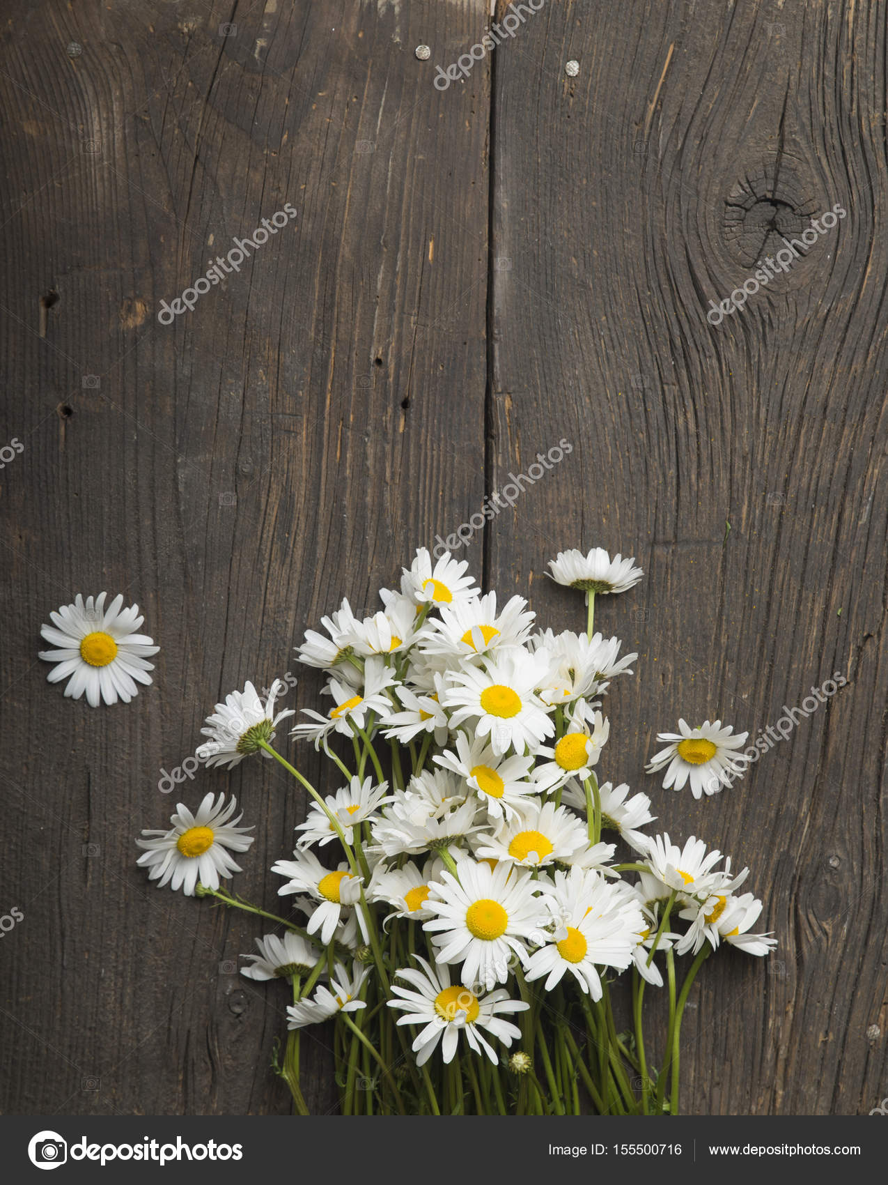 bunch of fresh camomile flowers on blue background — Stock Photo ...