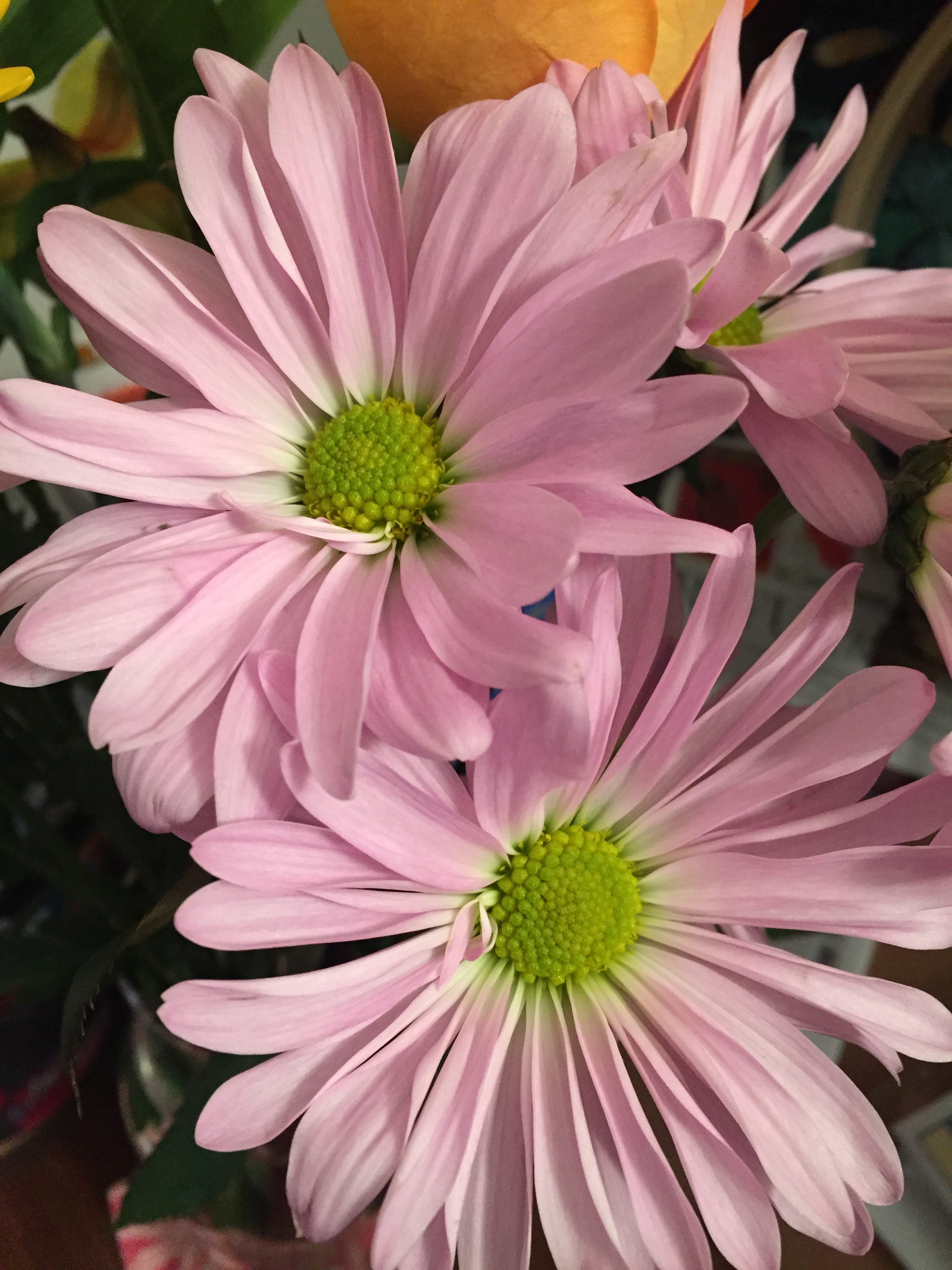 Fresh-Cut Flowers for the Week | Terri's Notebook