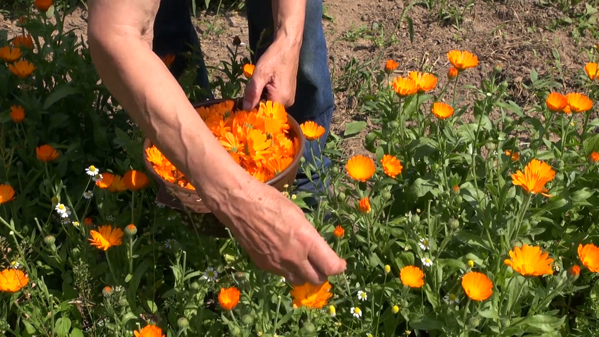 senior woman pick fresh marigold calendula medical flowers in farm ...